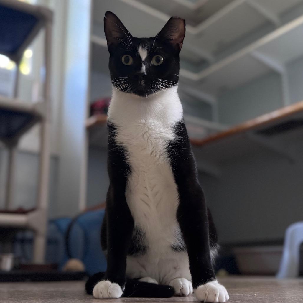 Enlarge Mork, a Adoptable Domestic Short Hair in Salisbury, MA image 4/4