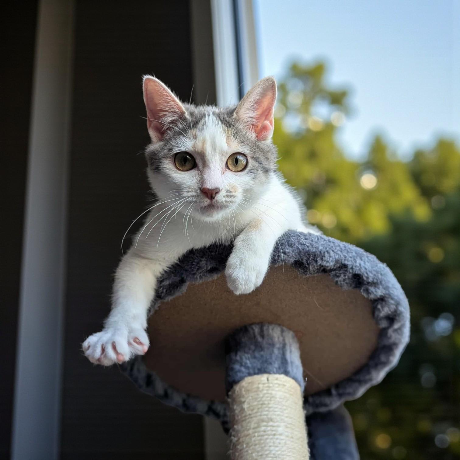 Enlarge Angelica, a Adoptable mixed breed in Downers Grove, IL , IL image 6/6