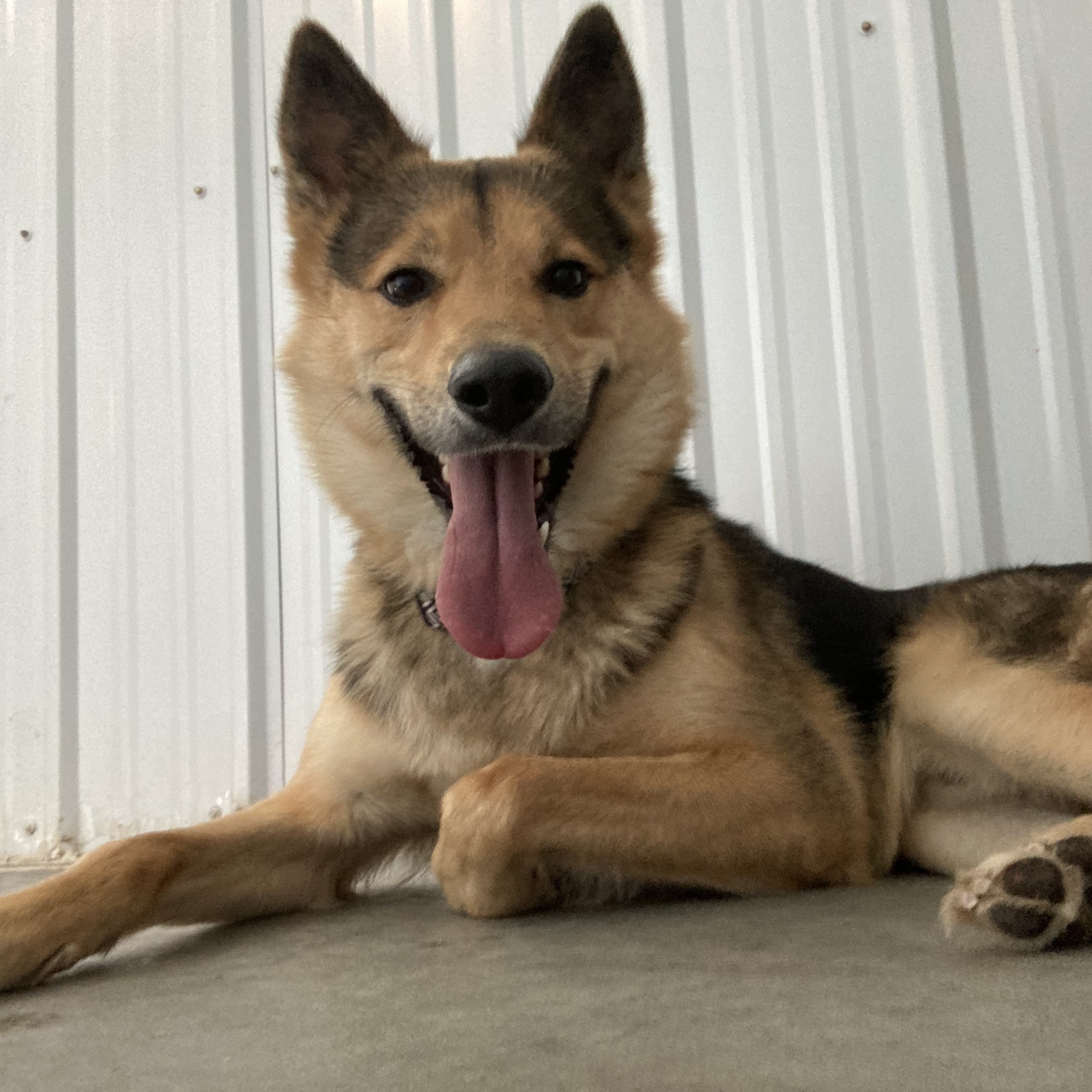 Mako, a Adoptable mixed breed in Jamestown, ND image 4/6