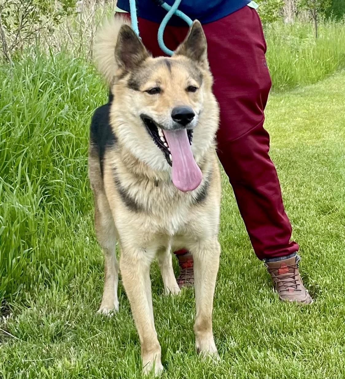 Mako, a Adoptable mixed breed in Jamestown, ND image 3/6