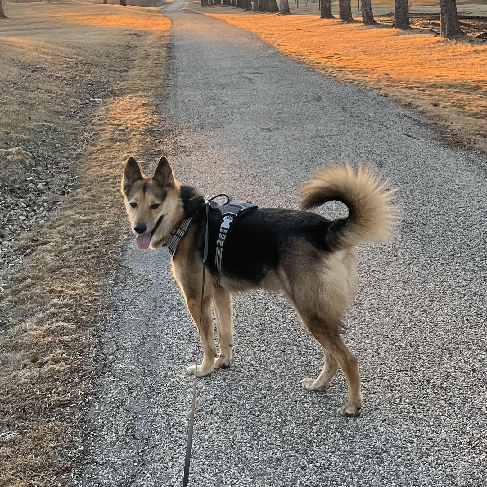 Mako, a Adoptable mixed breed in Jamestown, ND image 2/6
