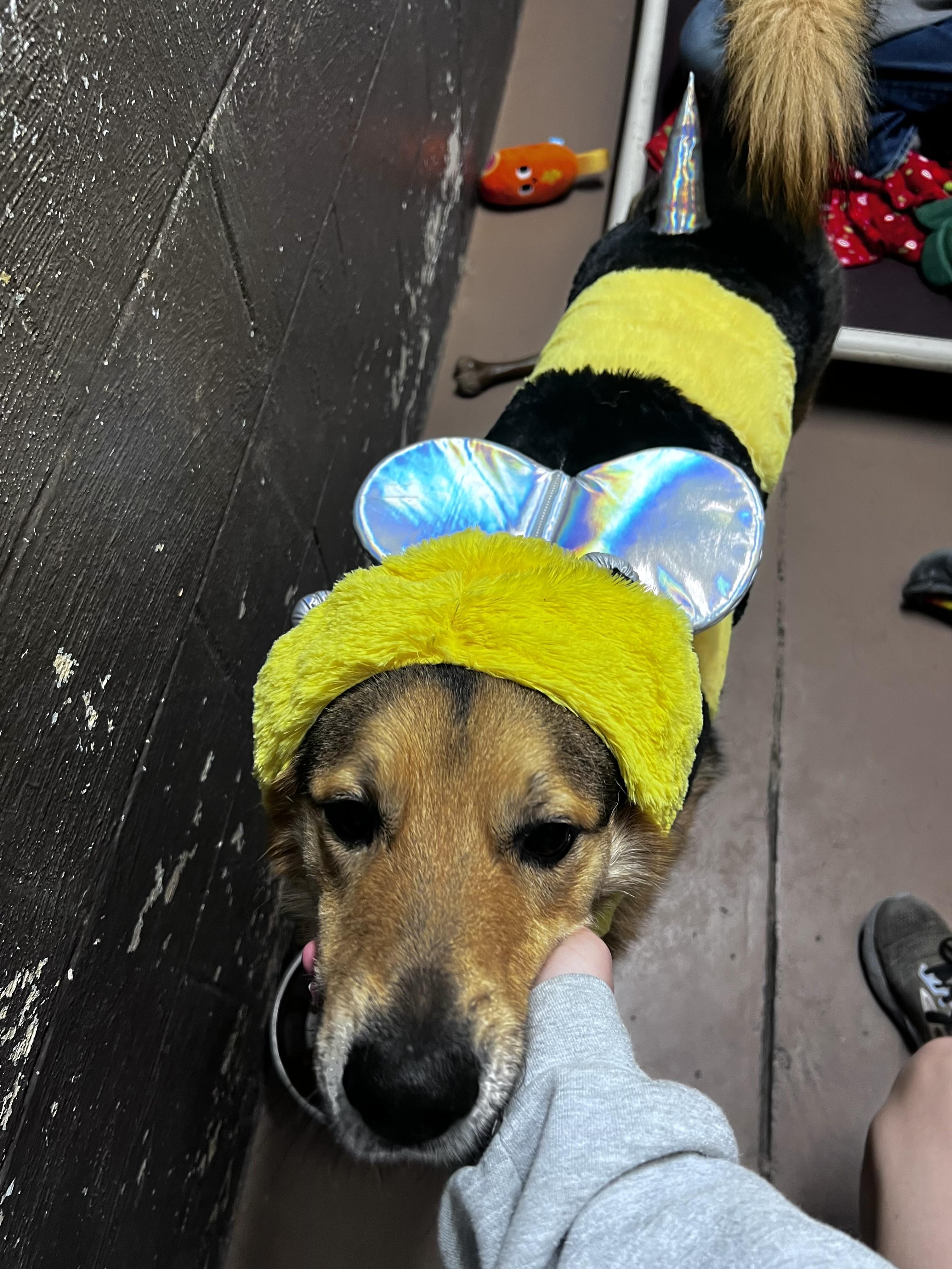 Mako, a Adoptable mixed breed in Jamestown, ND image 6/6