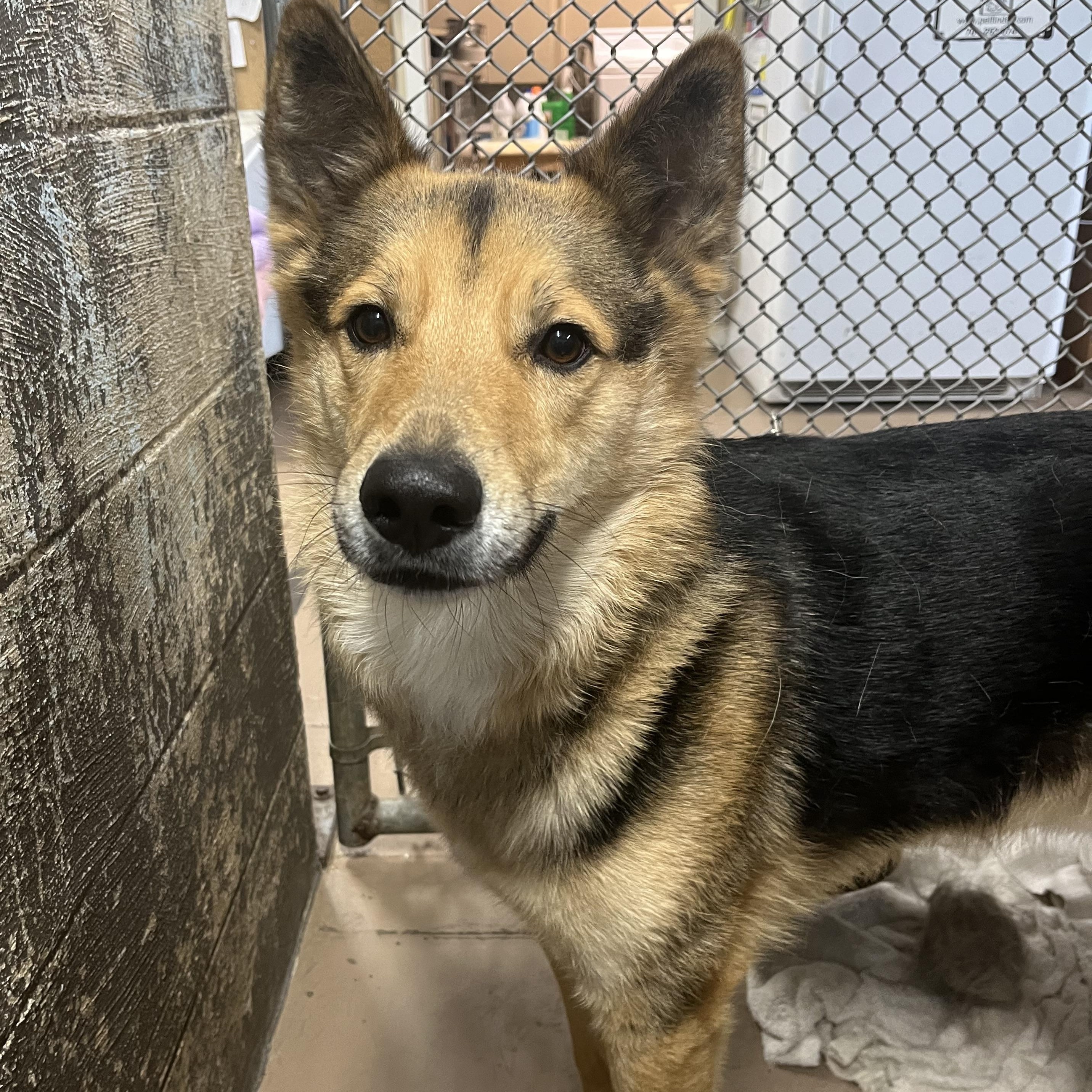Mako, Adoptable, Adult Male Shepherd.