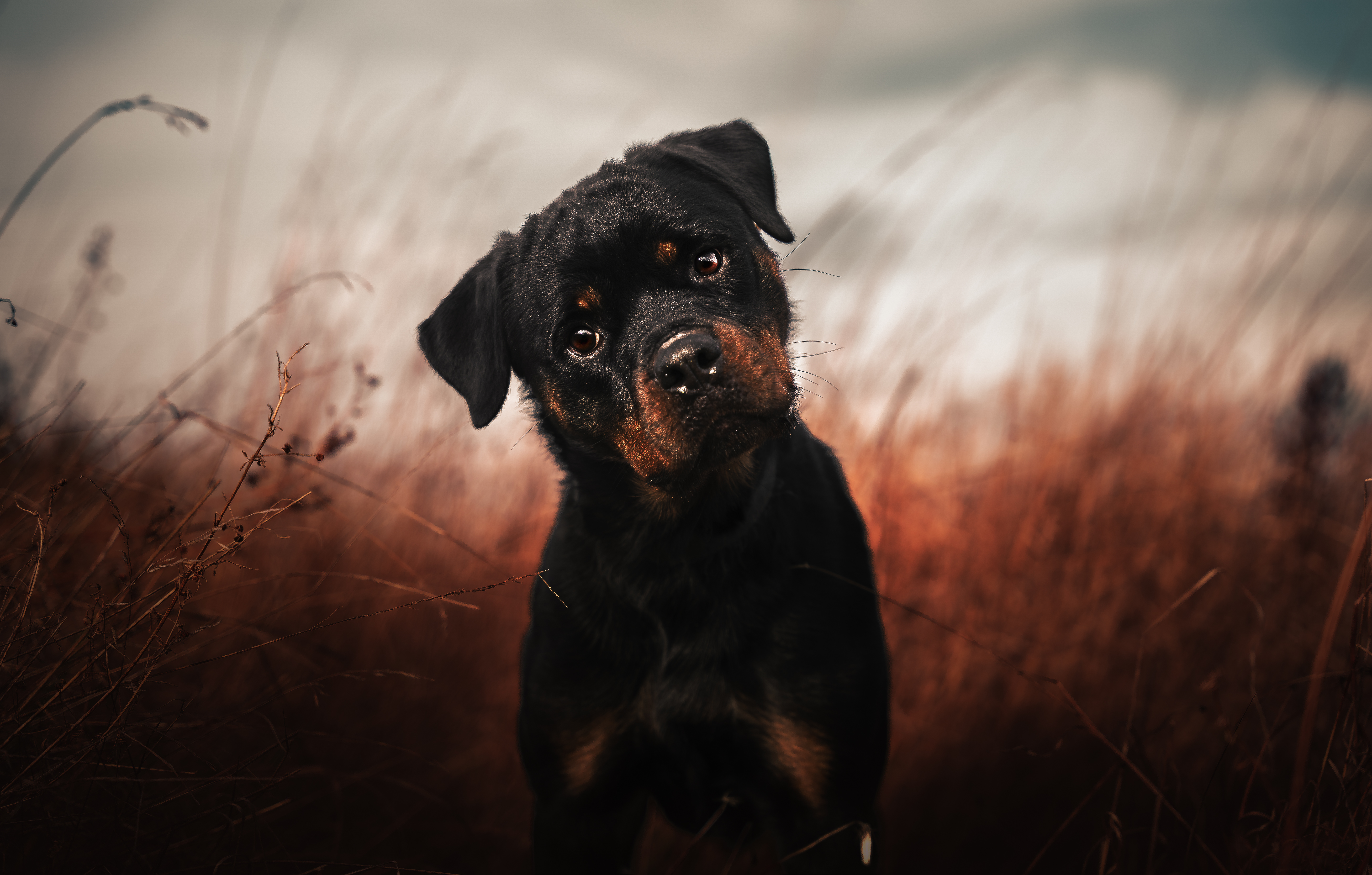 Enlarge Tundra, a Adoptable Rottweiler in Port Angeles, WA image 1/1