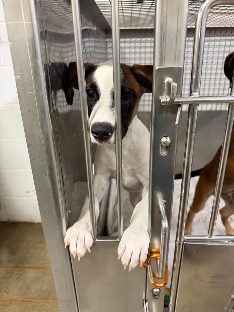 Marquise Brown, Adoptable, Puppy Male Mixed Breed.