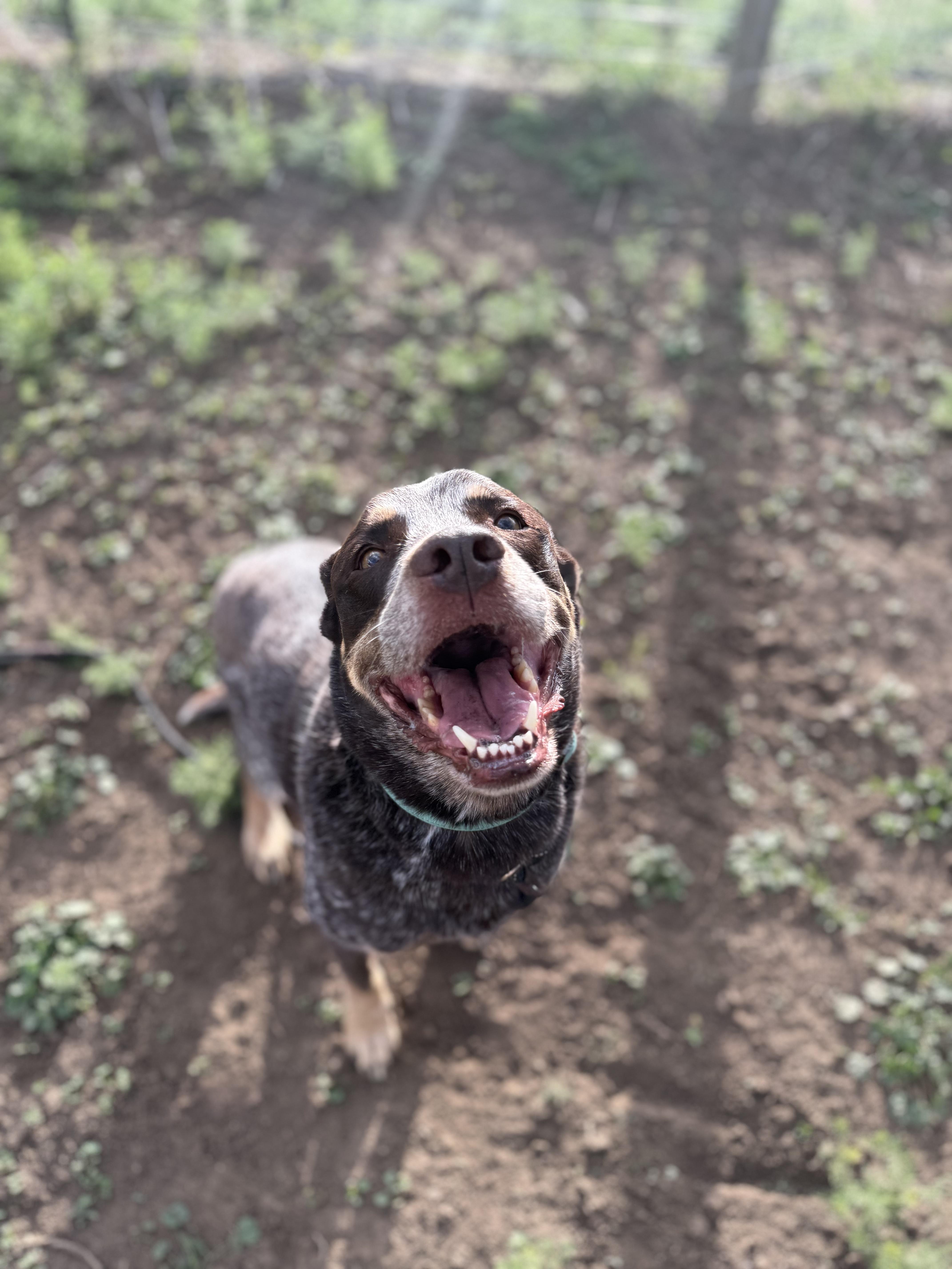Enlarge Reno/Bobby, a ADOPTABLE mixed breed in Fort Collins, CO image 2/6