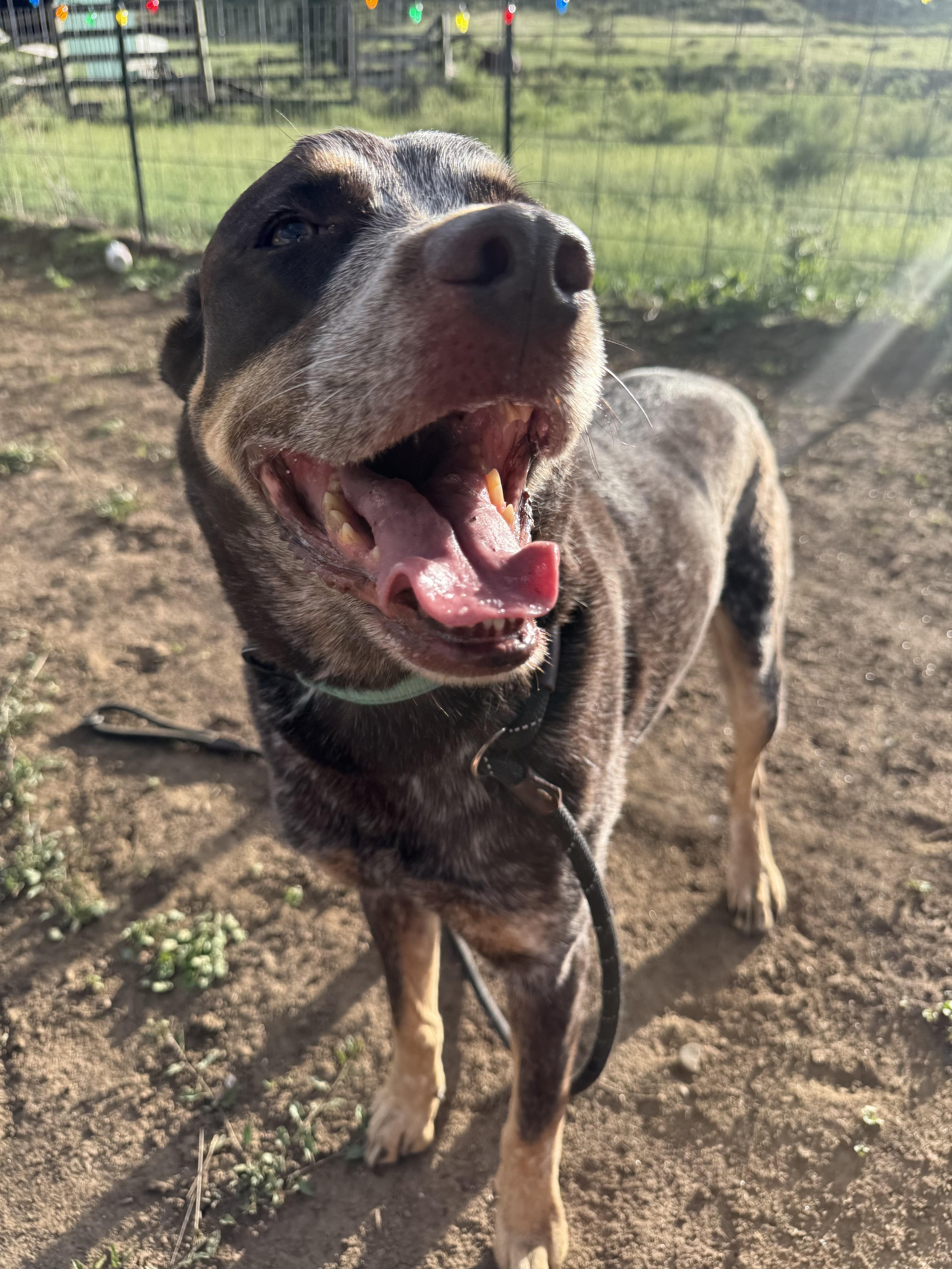 Enlarge Reno/Bobby, a ADOPTABLE mixed breed in Fort Collins, CO image 5/6