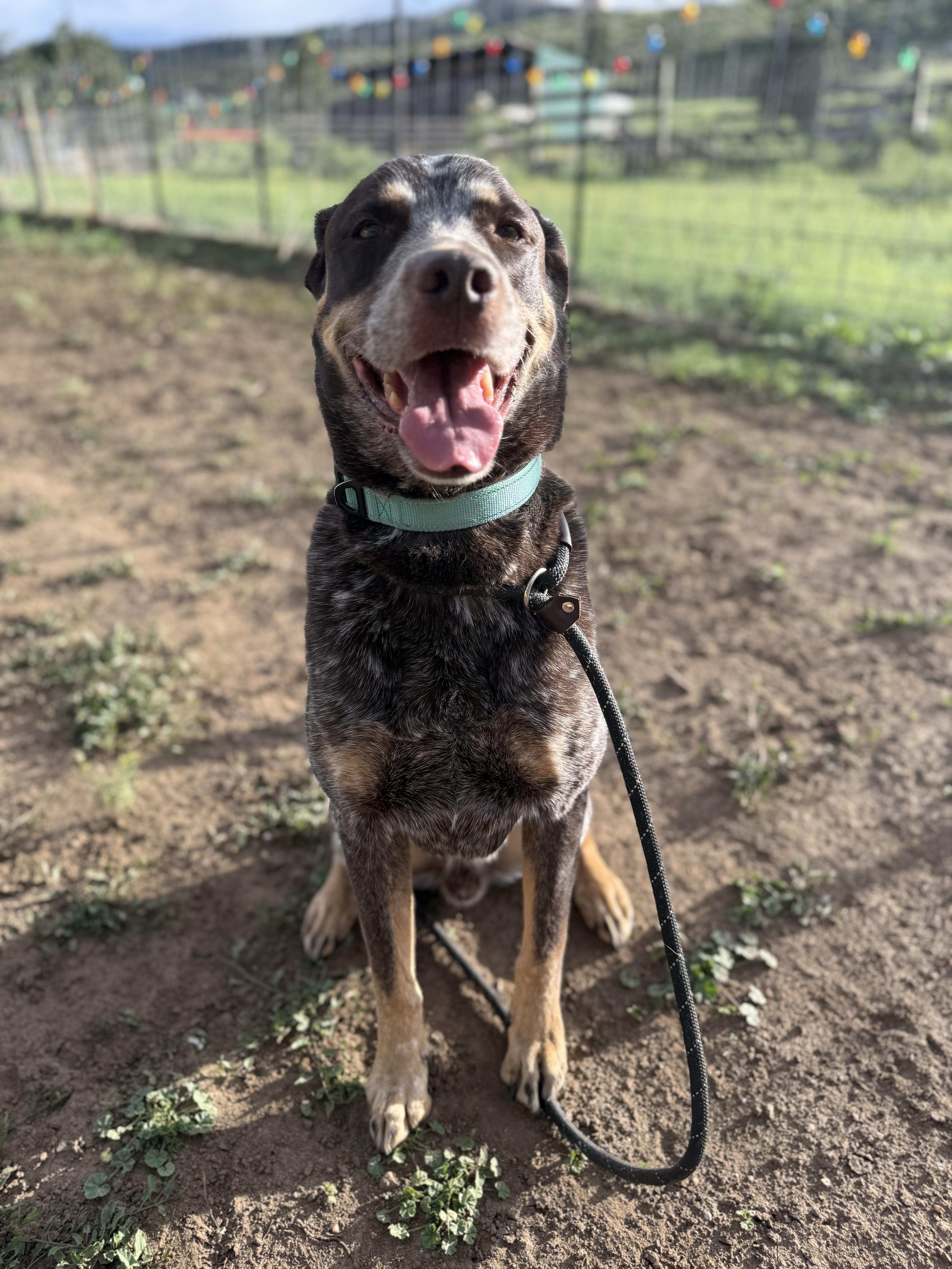 Enlarge Reno/Bobby, a ADOPTABLE mixed breed in Fort Collins, CO image 4/6