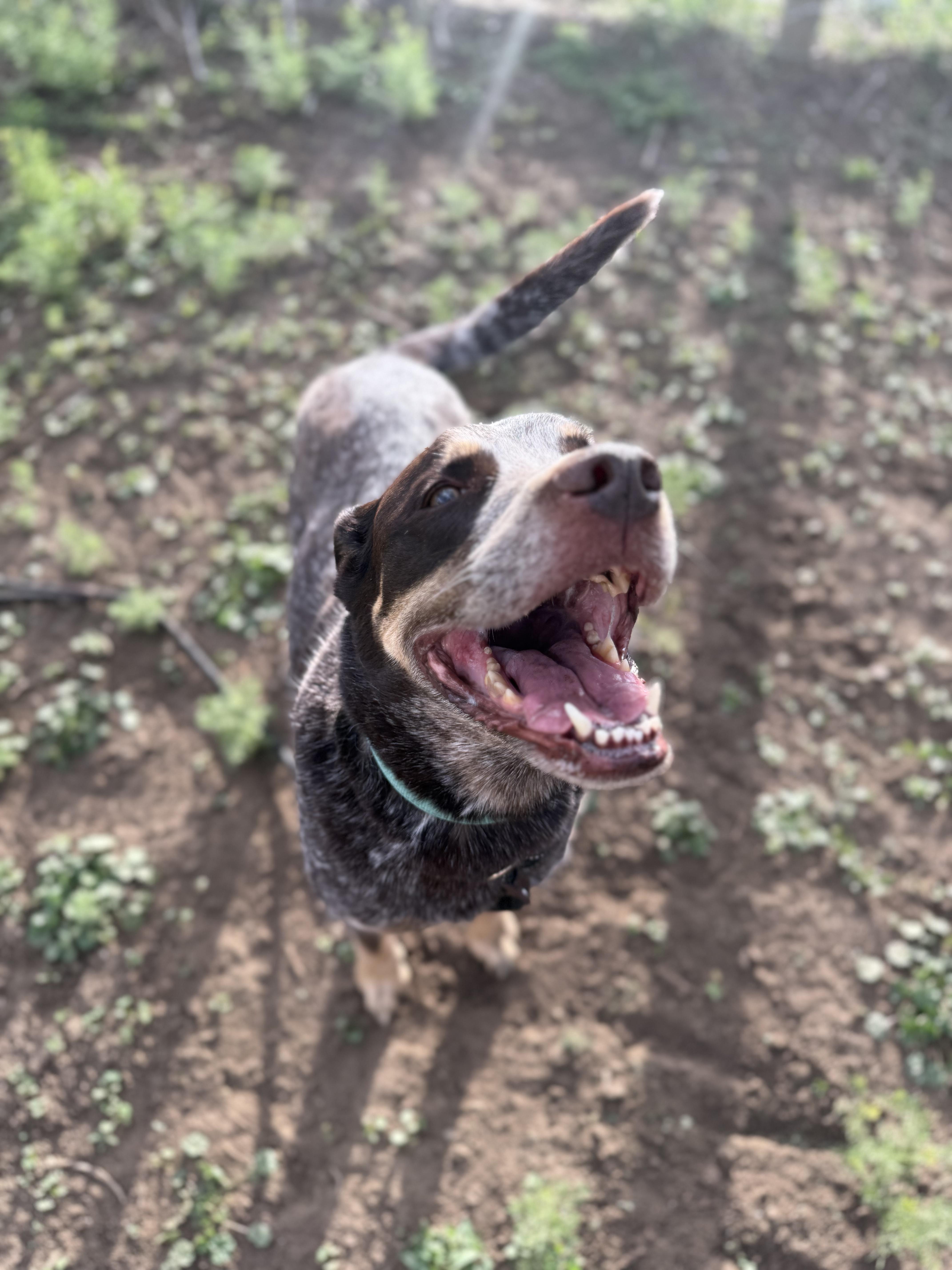 Enlarge Reno/Bobby, a ADOPTABLE mixed breed in Fort Collins, CO image 6/6