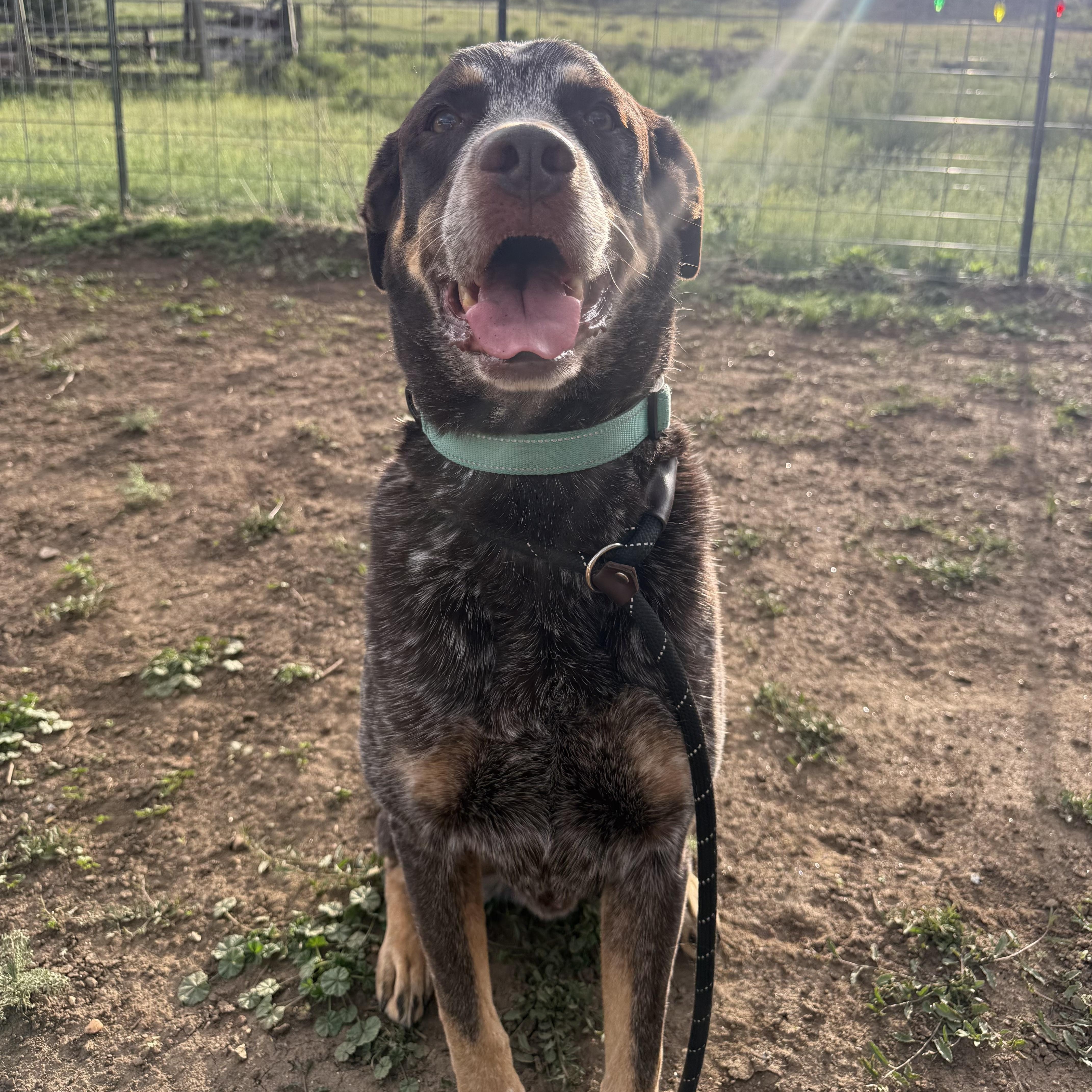 Enlarge Reno/Bobby, a ADOPTABLE mixed breed in Fort Collins, CO image 1/6
