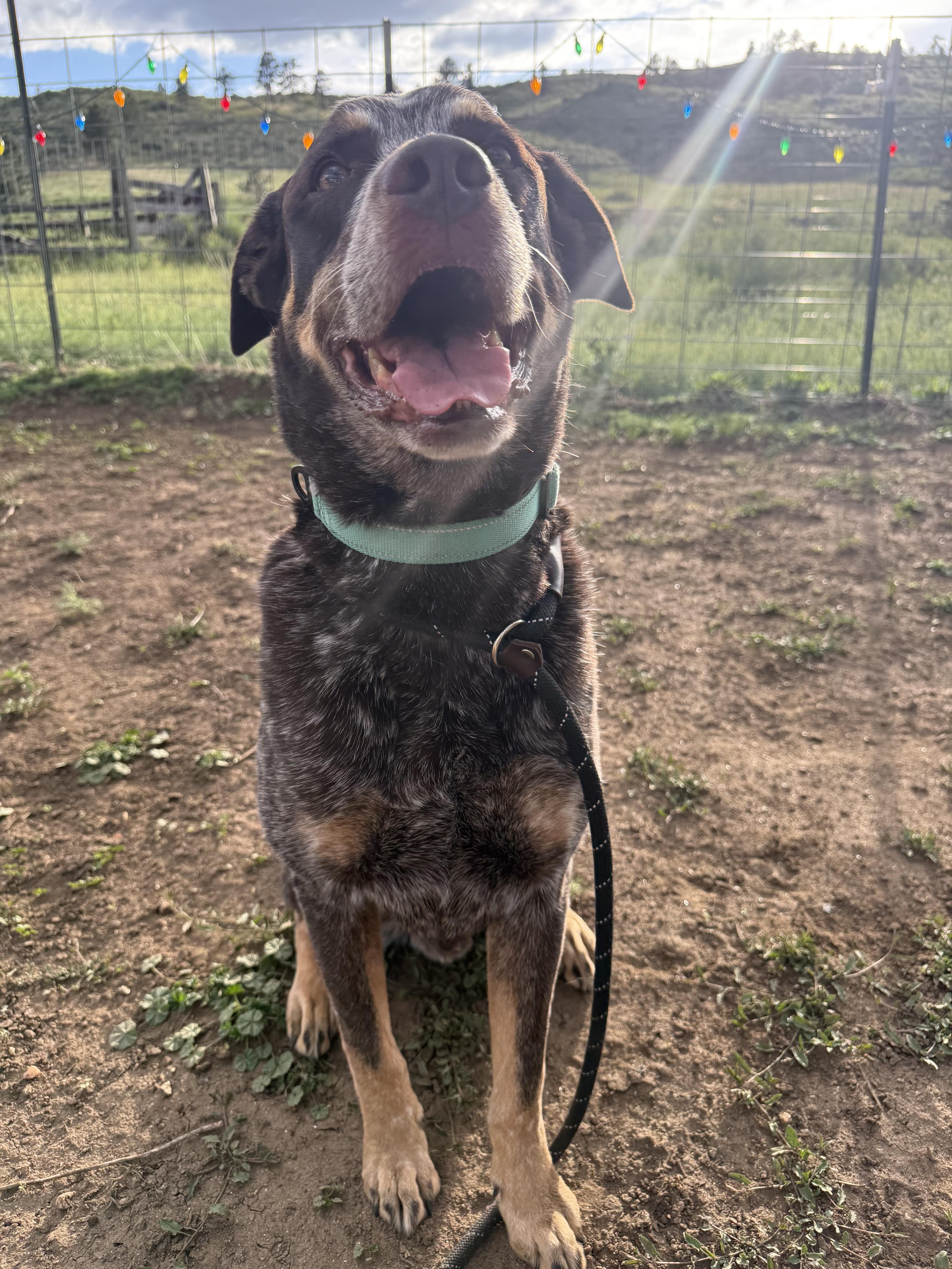 Enlarge Reno/Bobby, a ADOPTABLE mixed breed in Fort Collins, CO image 3/6