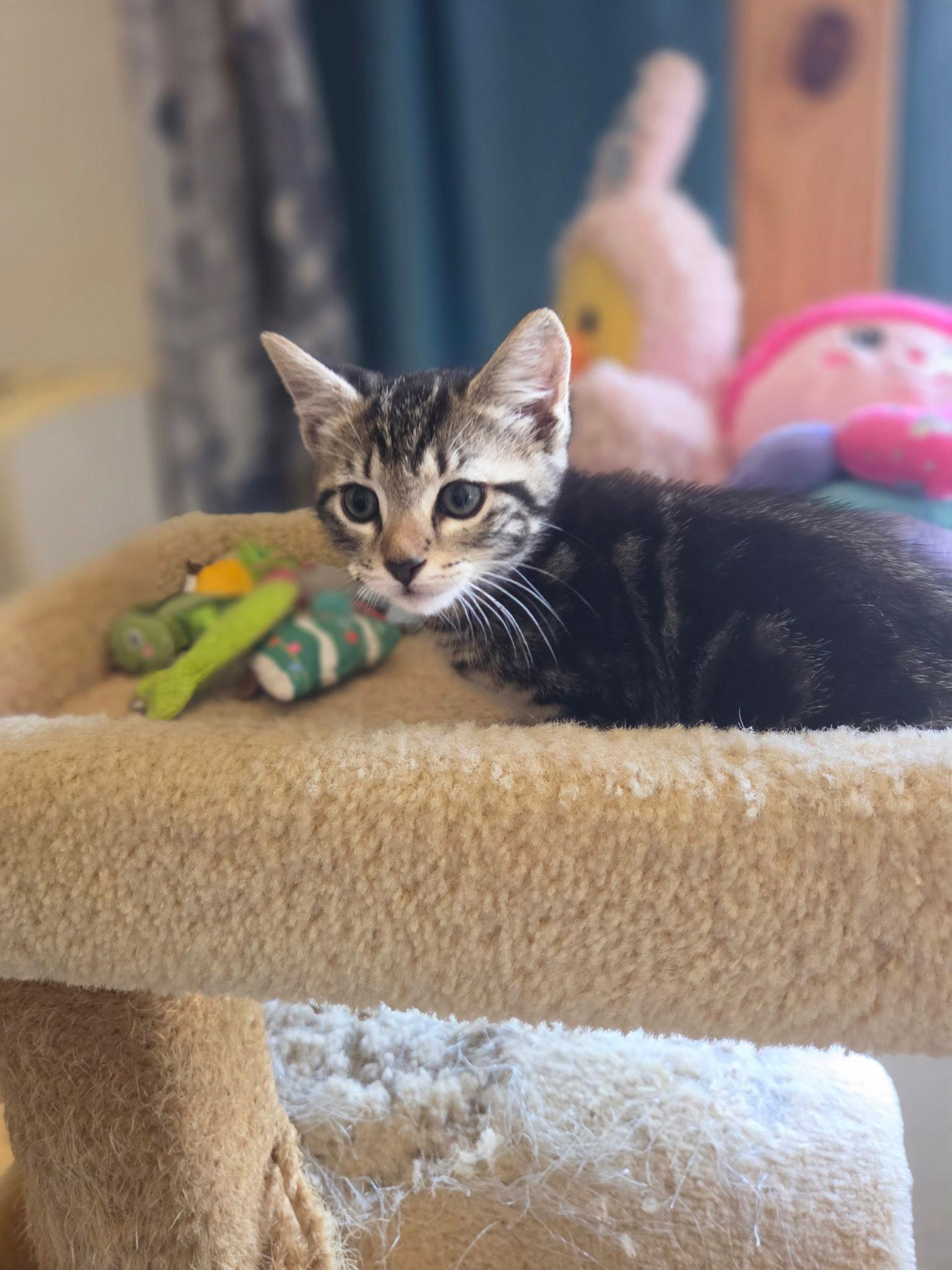 River, Adopted, Kitten Male Domestic Short Hair.