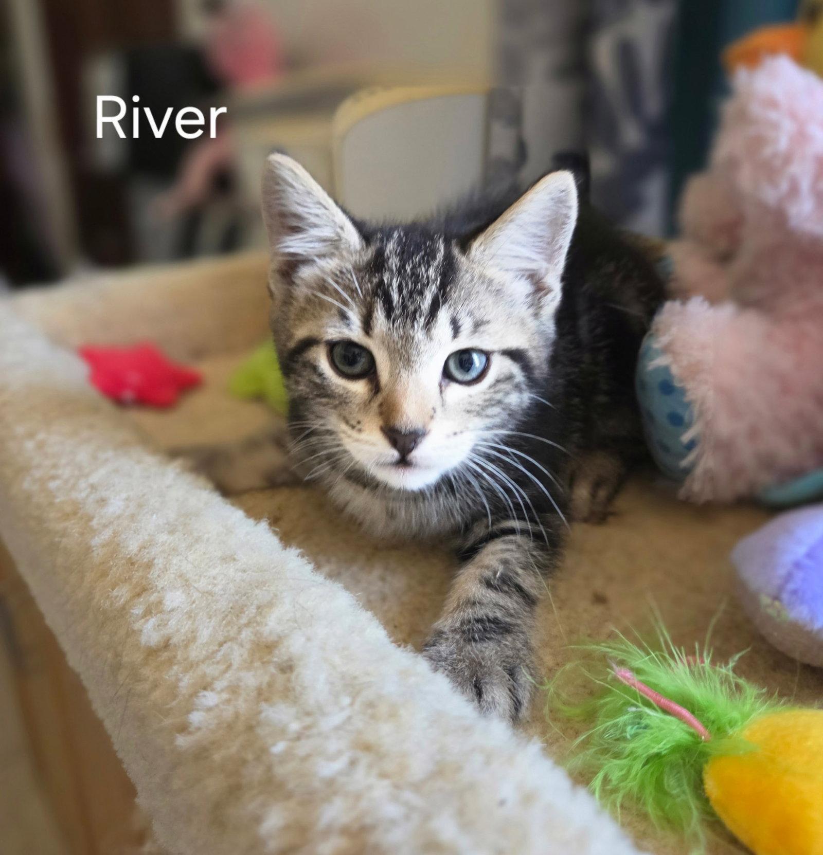 River, a Adopted Domestic Short Hair in Oviedo, FL image 2/2