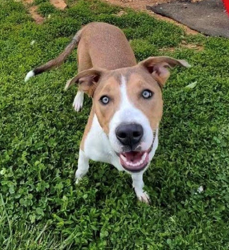 Lyla - save 2 lives by rescuing! , a Adopted mixed breed in Lancaster, KY image 1/9