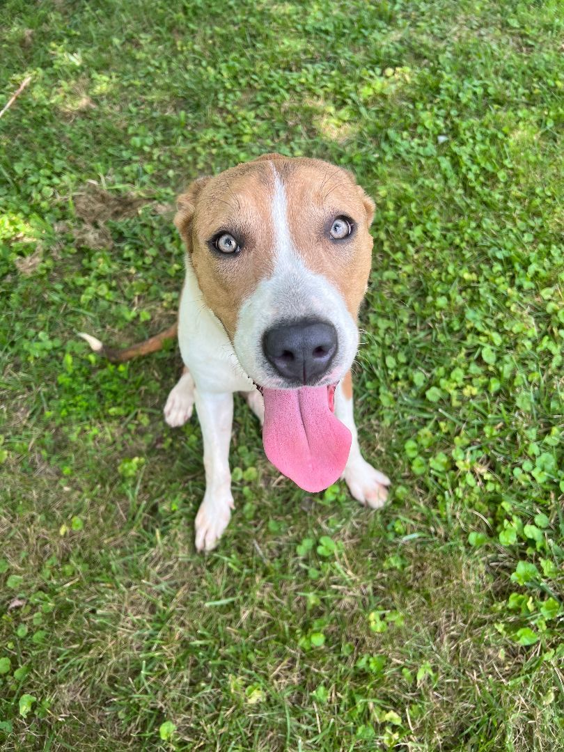 Lyla - save 2 lives by rescuing! , a Adopted mixed breed in Lancaster, KY image 2/9