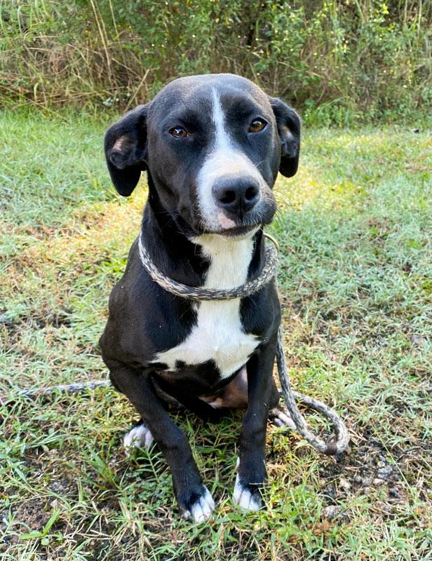 Boo Berry, Adoptable, Young Female Pointer & Mixed Breed.