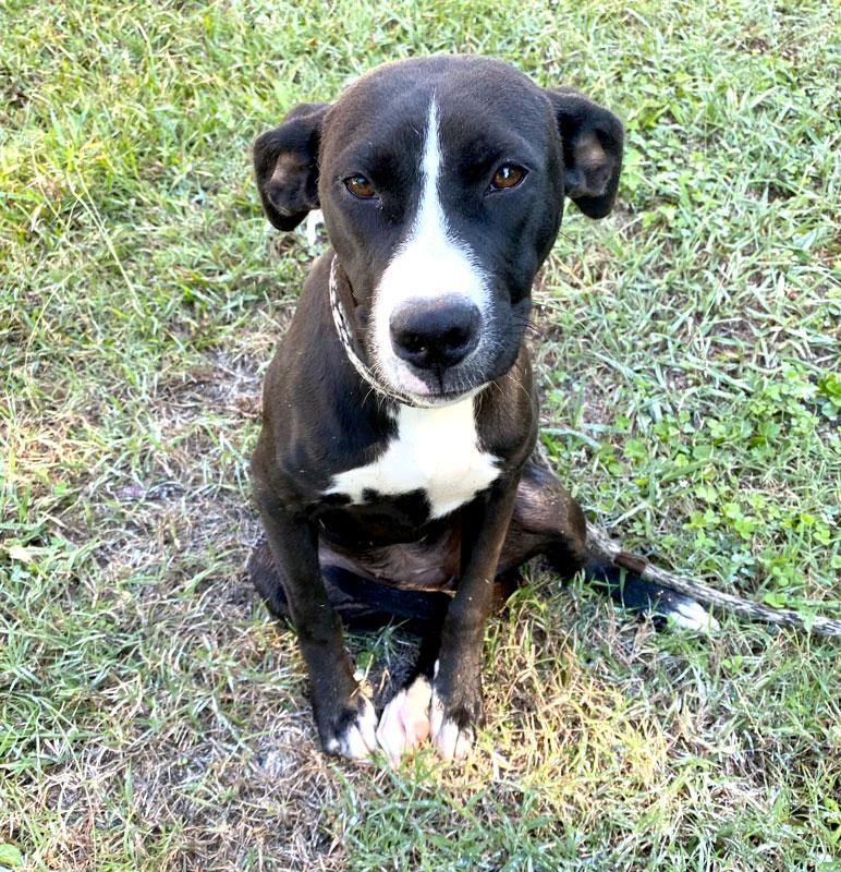 Enlarge Boo Berry, a Adoptable mixed breed in Monroe, GA image 2/2