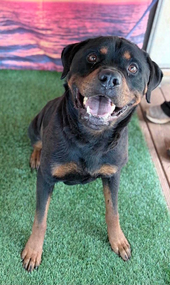 Peyton - Foster Needed, Adoptable, Adult Male Rottweiler.