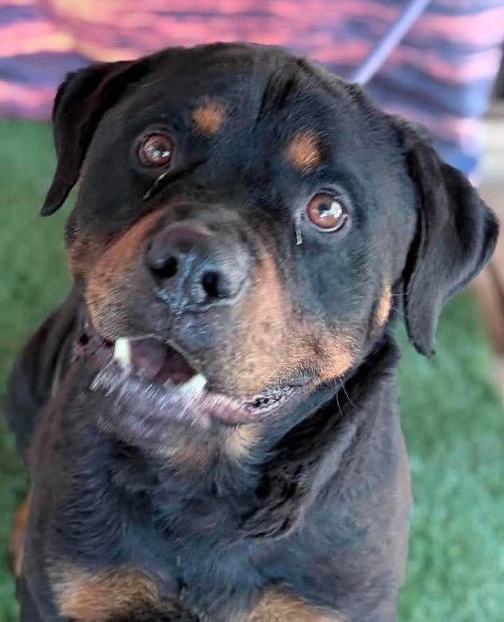 Enlarge Peyton - Foster Needed, a Adoptable Rottweiler in Hillsboro, NH image 2/2
