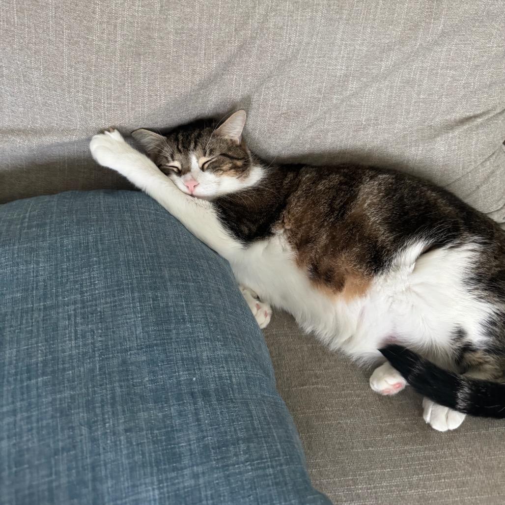 Enlarge Moe, a Adoptable Domestic Short Hair in Katy, TX image 1/5