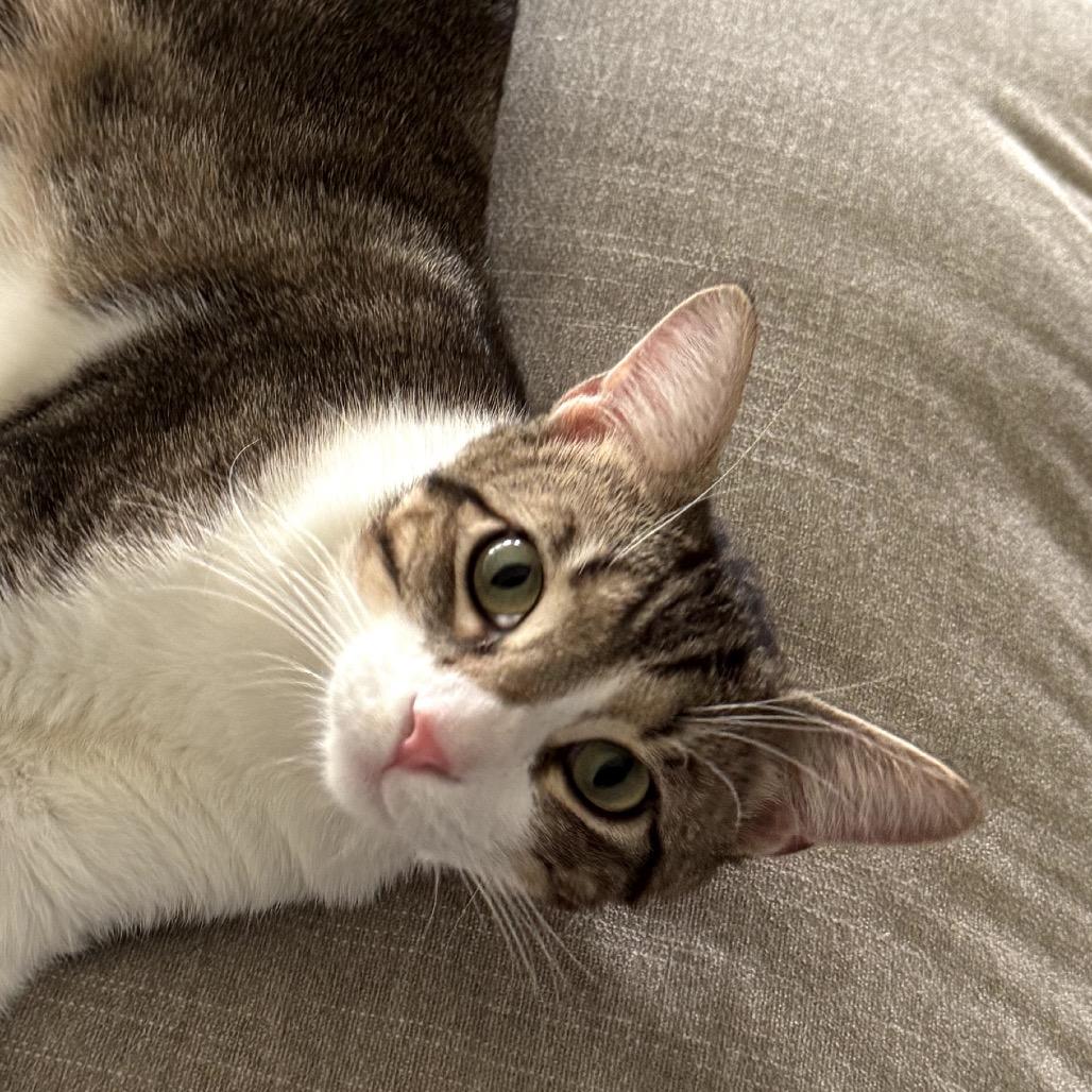 Enlarge Moe, a Adoptable Domestic Short Hair in Katy, TX image 2/5