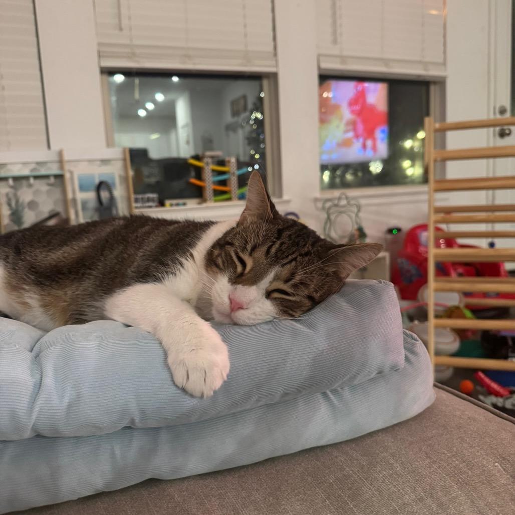 Enlarge Moe, a Adoptable Domestic Short Hair in Katy, TX image 3/5