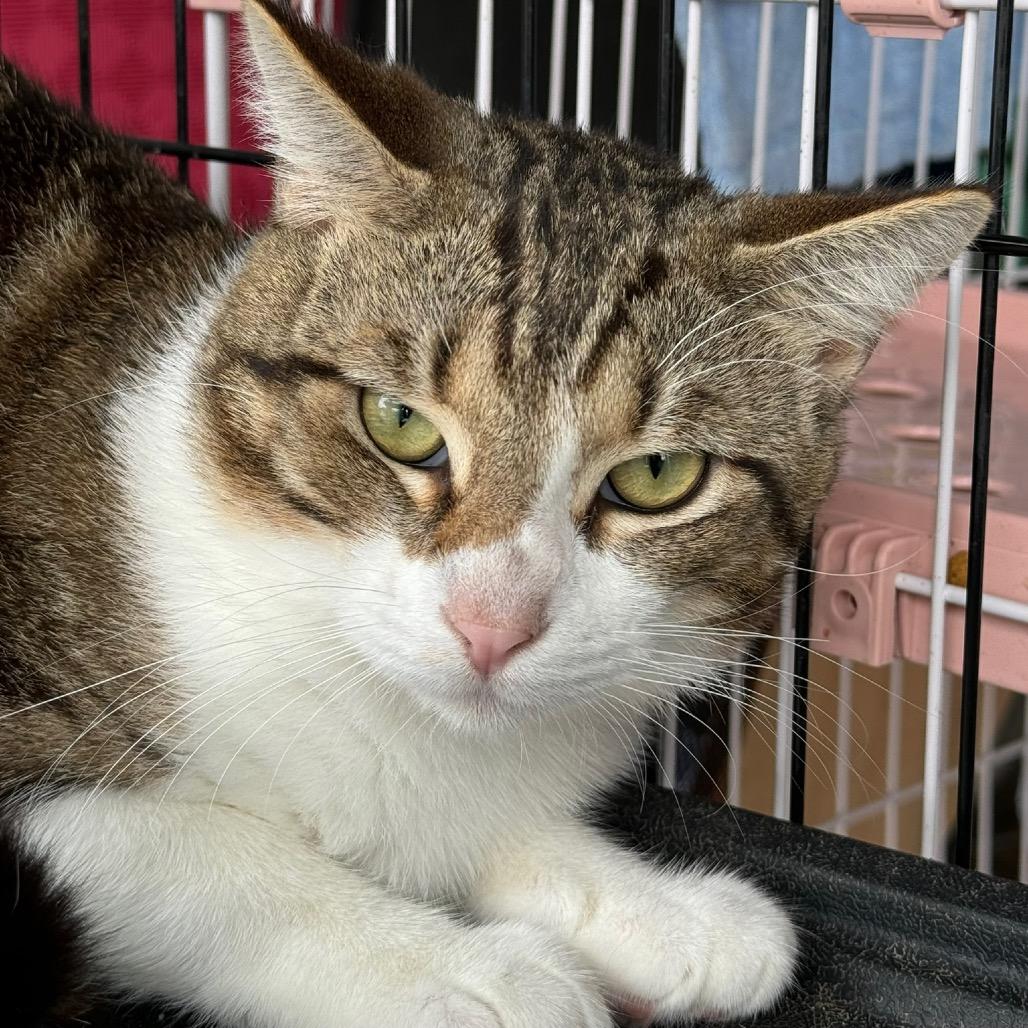 Enlarge Moe, a Adoptable Domestic Short Hair in Katy, TX image 4/5