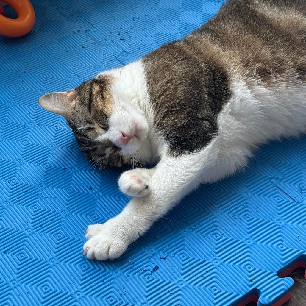 Enlarge Moe, a Adoptable Domestic Short Hair in Katy, TX image 5/5