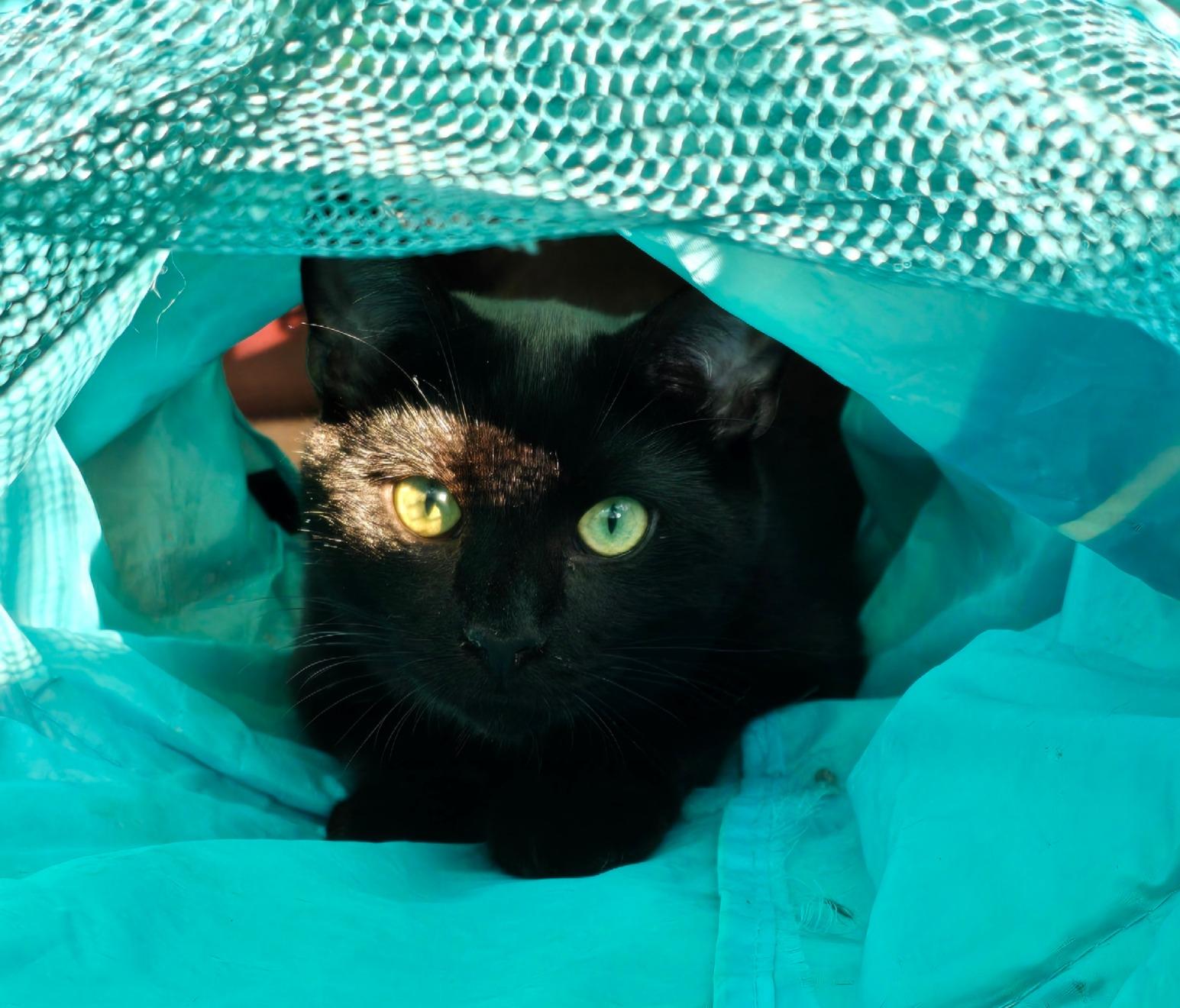 Stormy & Shadow, Adoptable, Kitten Male Domestic Short Hair.