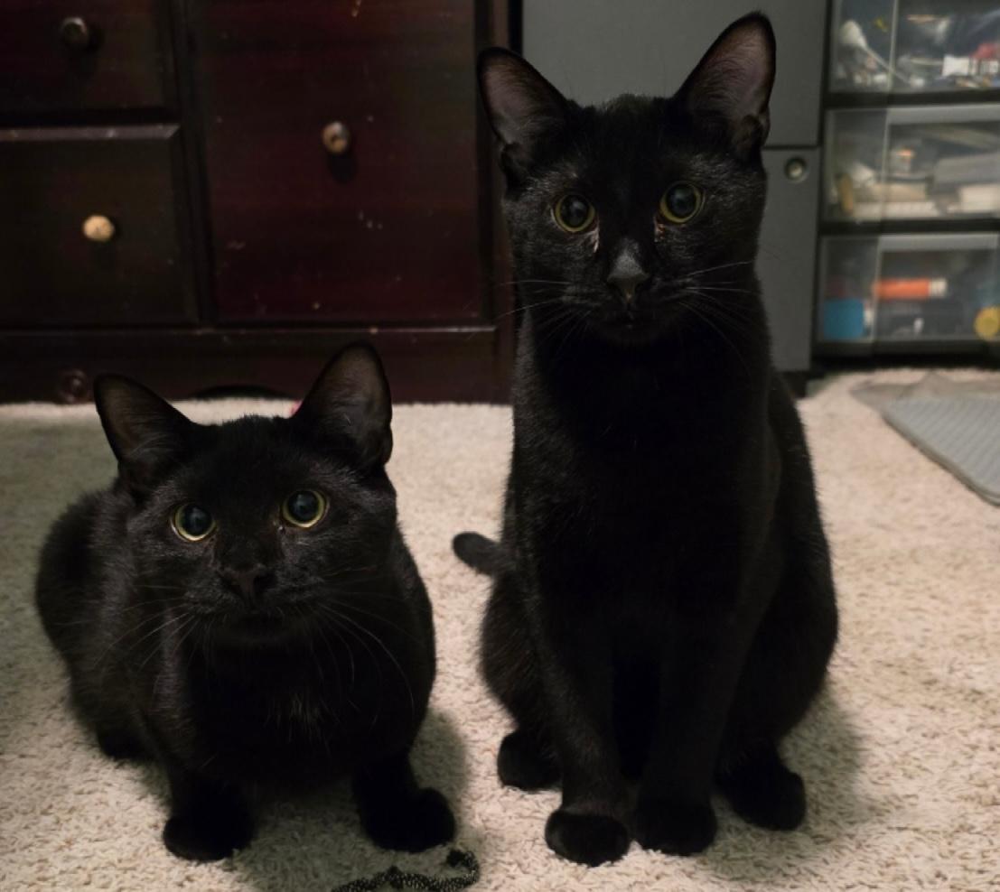 Stormy & Shadow, a Adoptable Domestic Short Hair in Glenmont, NY image 3/5