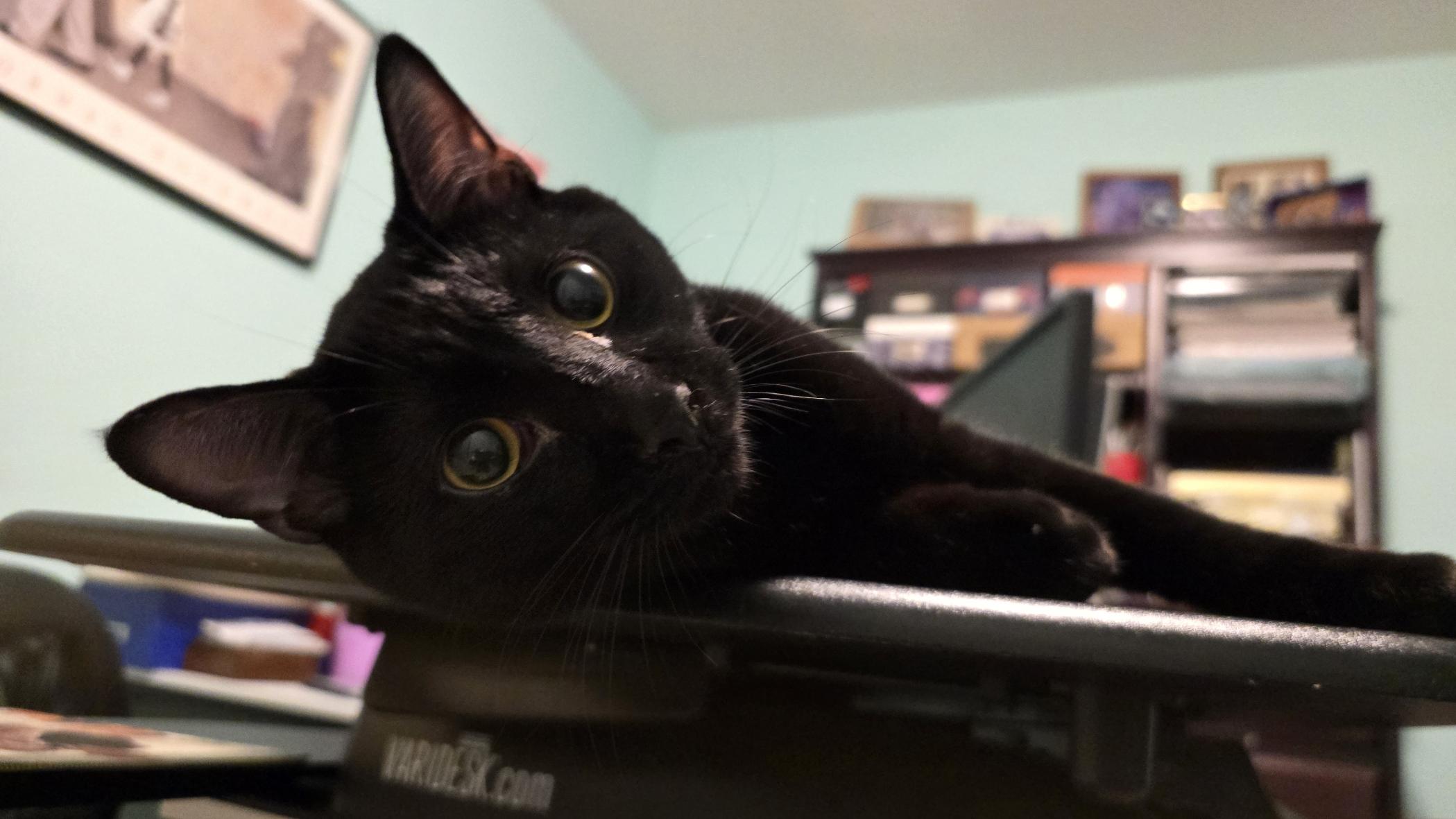 Stormy & Shadow, a Adoptable Domestic Short Hair in Glenmont, NY image 4/5