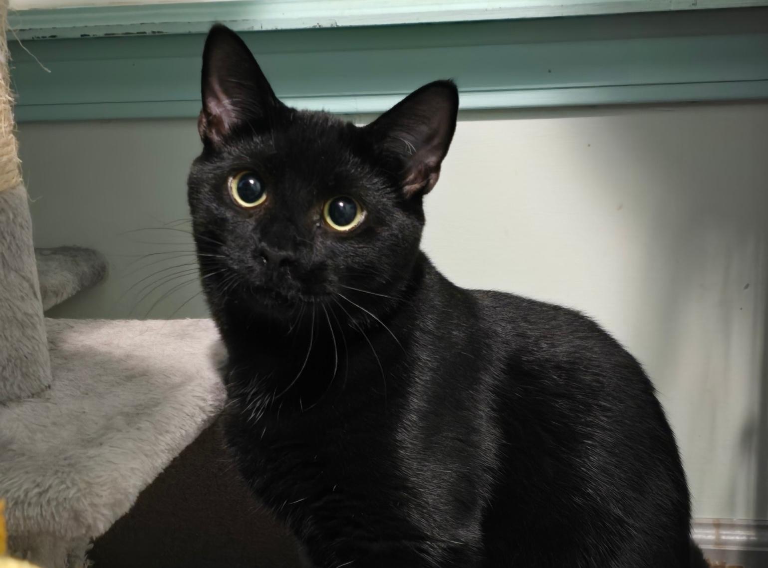 Stormy & Shadow, a Adoptable Domestic Short Hair in Glenmont, NY image 5/5