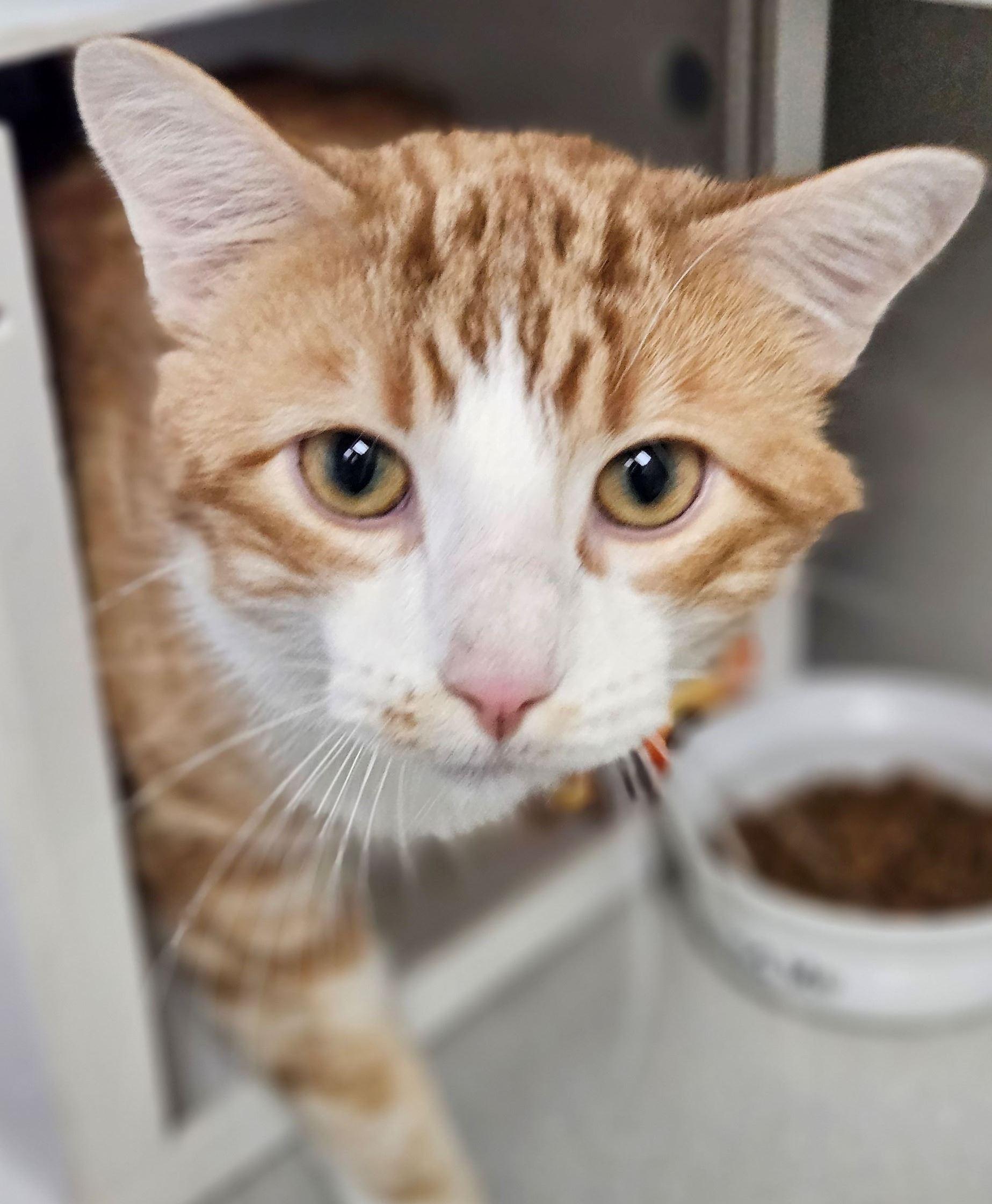 Busy, ADOPTABLE, Adult Male Domestic Short Hair.