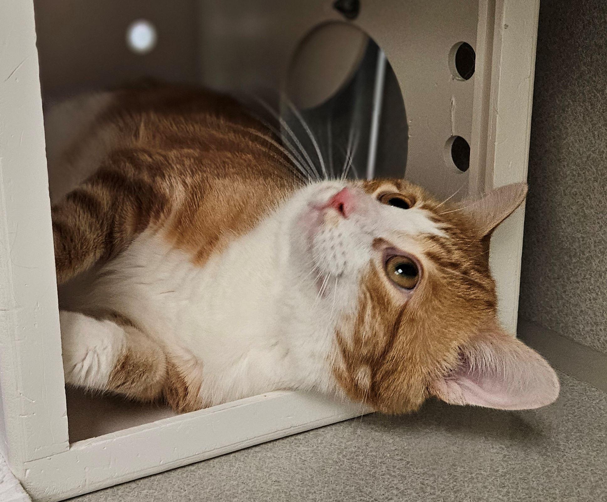 Enlarge Busy, a ADOPTABLE Domestic Short Hair in Iowa City, IA image 2/2