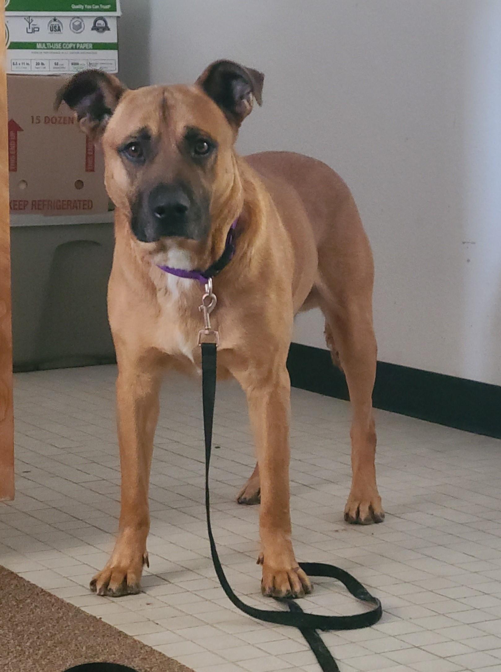 Zeus, ADOPTABLE, Adult Male Black Mouth Cur.