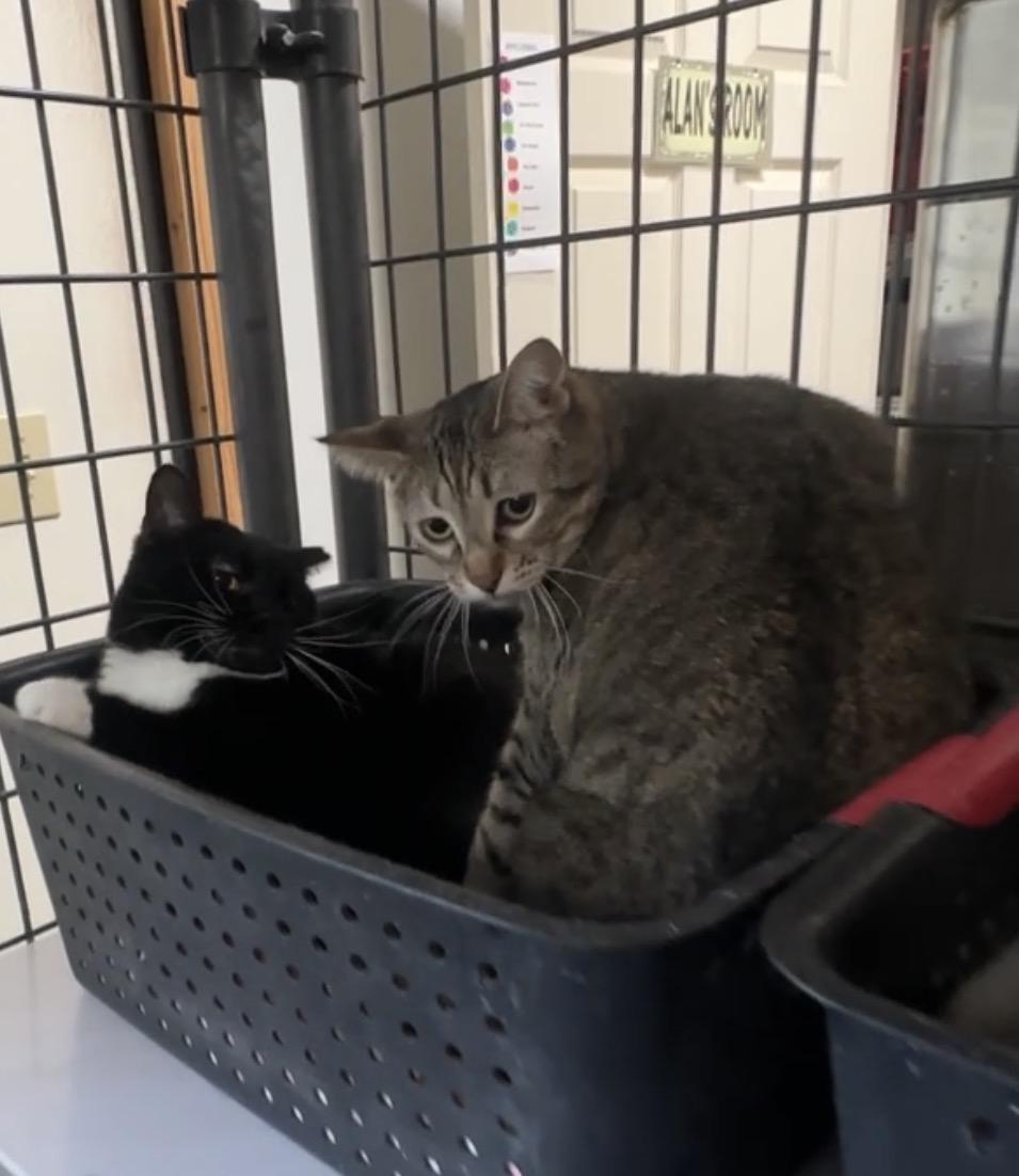 Enlarge Betsey and Contessa, a ADOPTABLE Domestic Short Hair in Okanogan, WA image 1/1