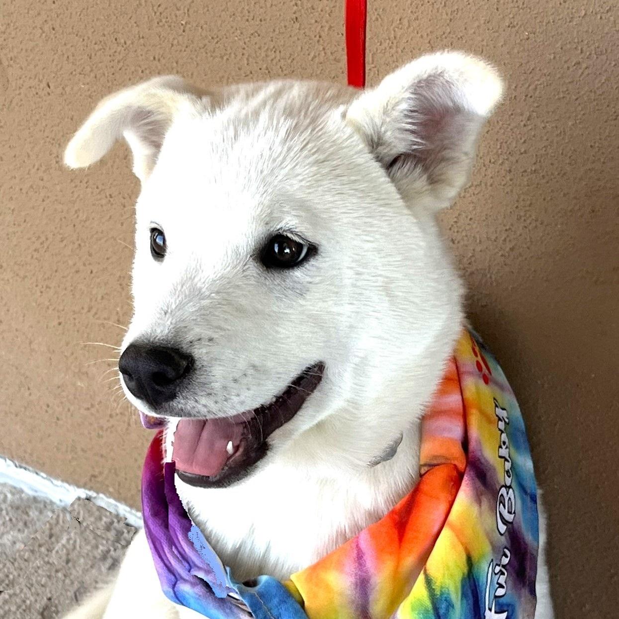 Enlarge Foxy, a ADOPTABLE mixed breed in Godley, TX image 1/6