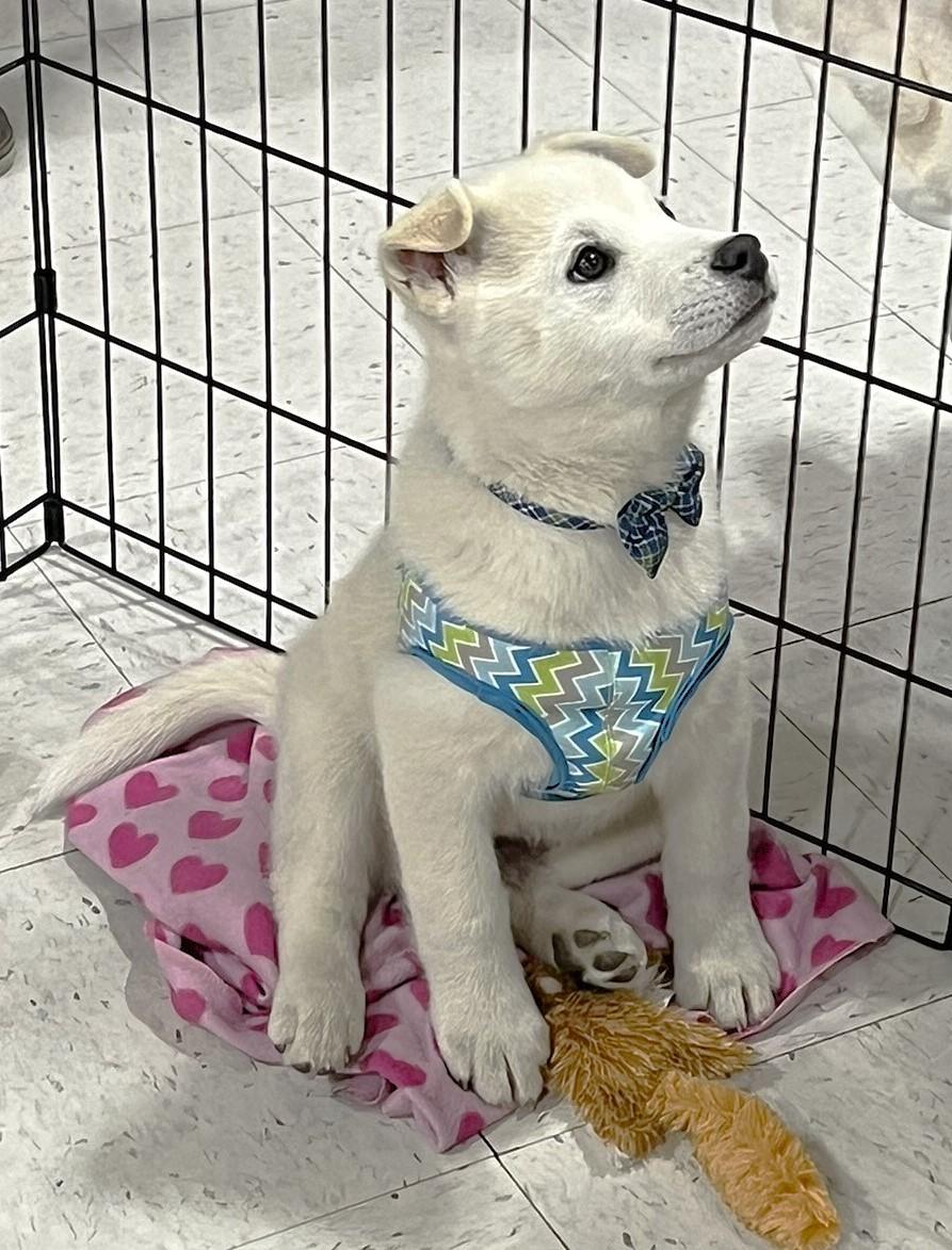 Enlarge Foxy, a ADOPTABLE mixed breed in Godley, TX image 2/6