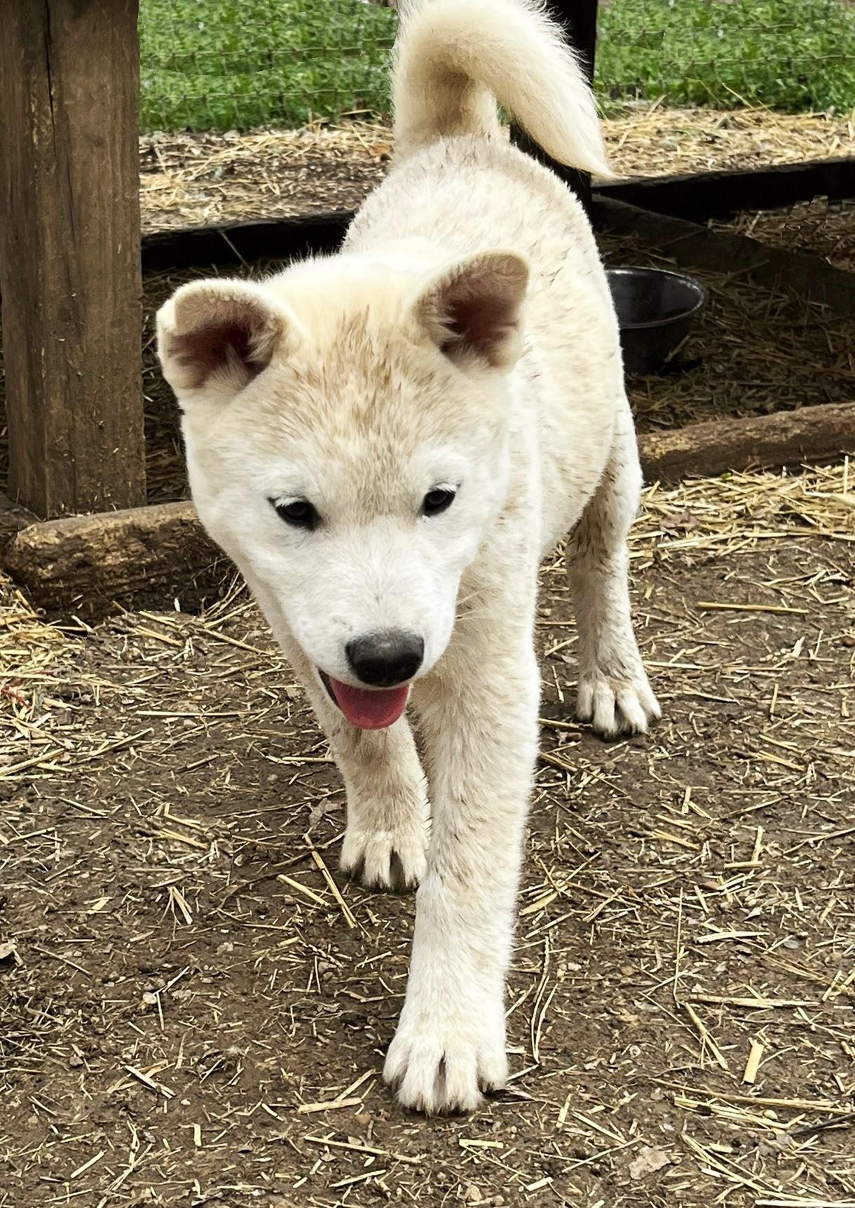 Enlarge Foxy, a ADOPTABLE mixed breed in Godley, TX image 4/6
