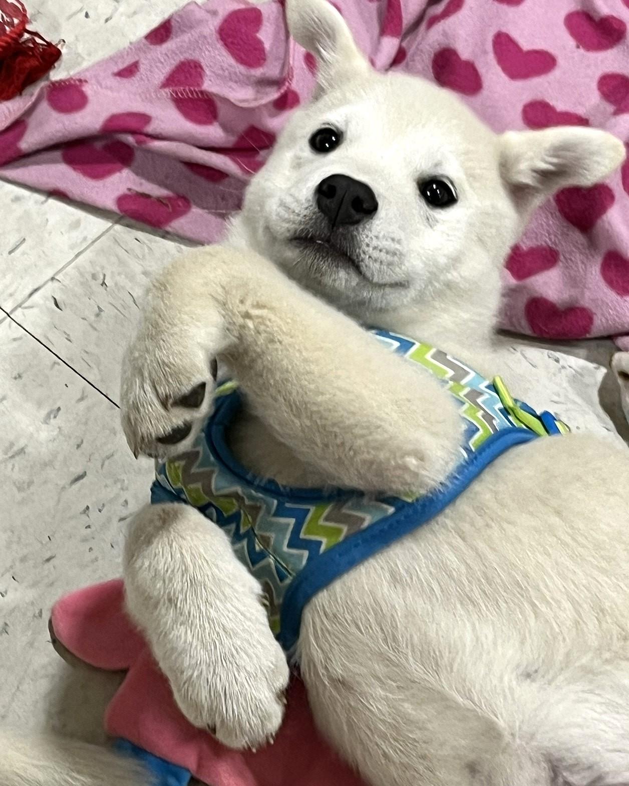 Enlarge Foxy, a ADOPTABLE mixed breed in Godley, TX image 3/6