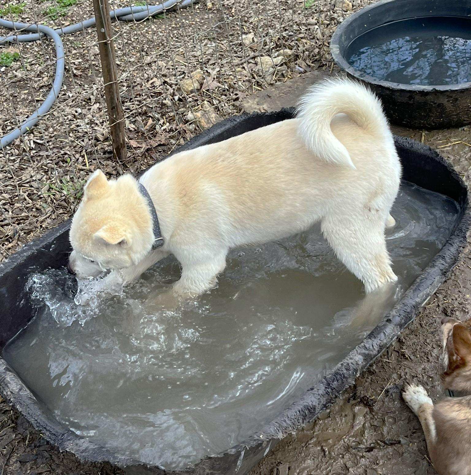 Enlarge Foxy, a ADOPTABLE mixed breed in Godley, TX image 5/6