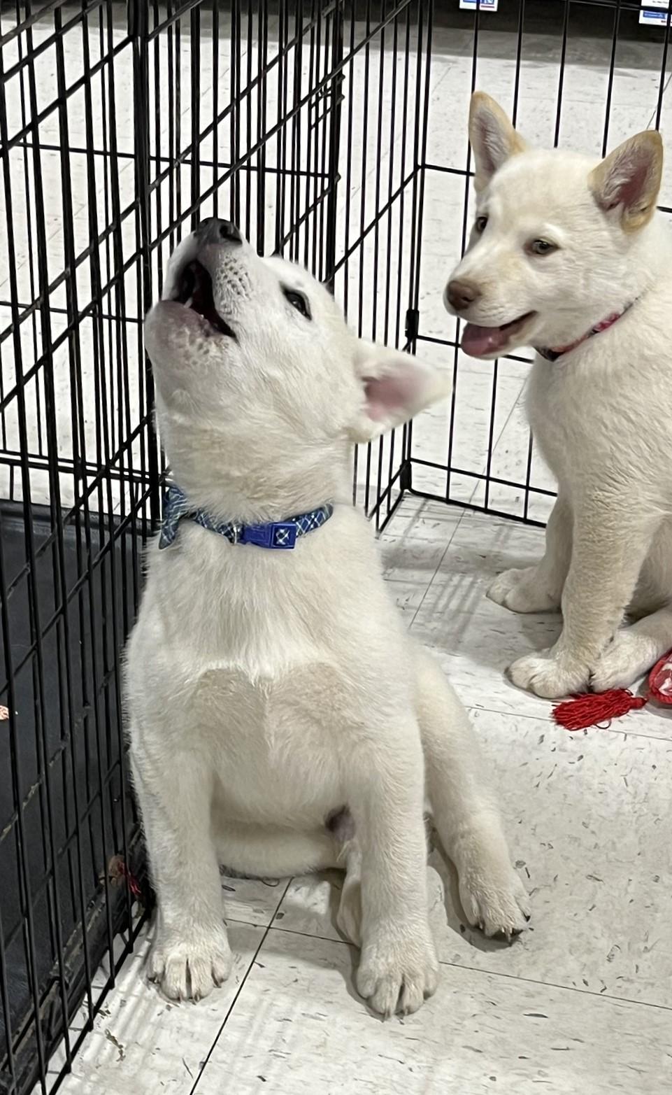 Enlarge Foxy, a ADOPTABLE mixed breed in Godley, TX image 5/6