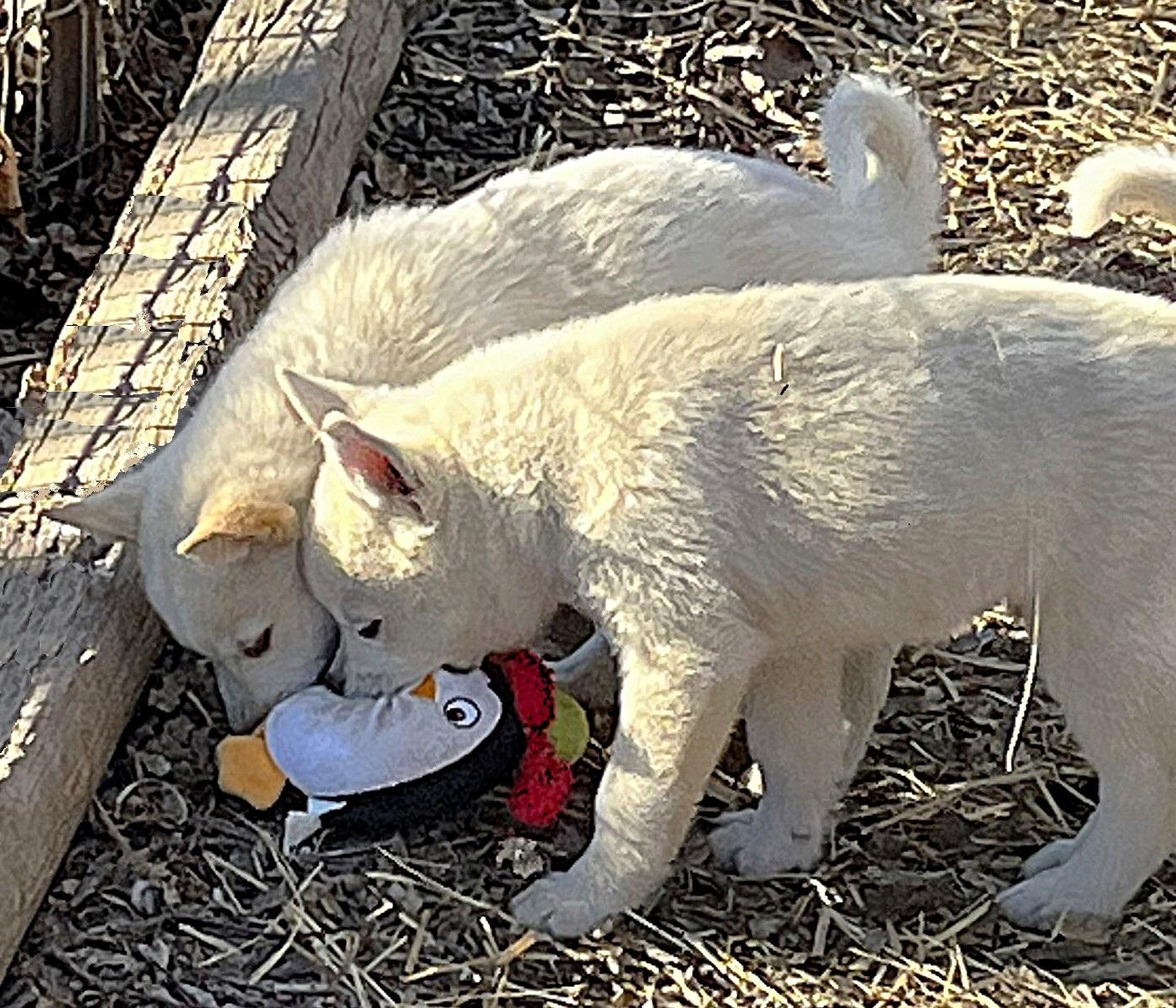 Enlarge Foxy, a ADOPTABLE mixed breed in Godley, TX image 6/6