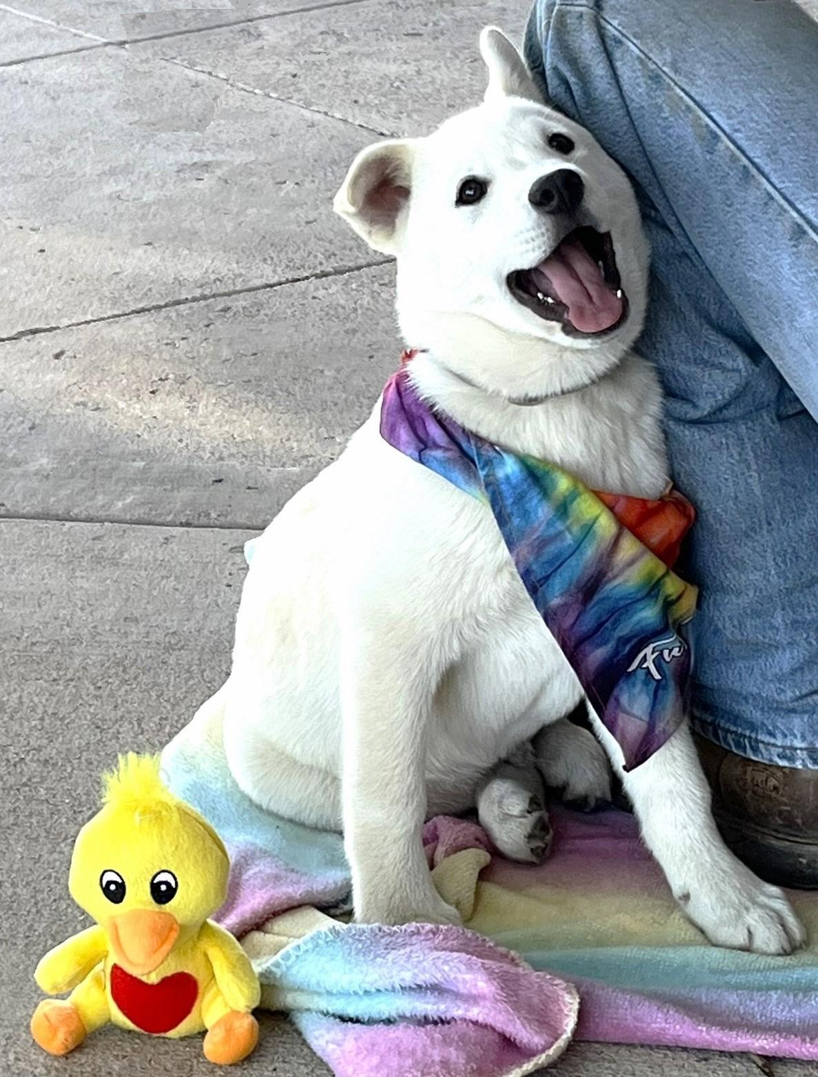 Enlarge Foxy, a ADOPTABLE mixed breed in Godley, TX image 2/6