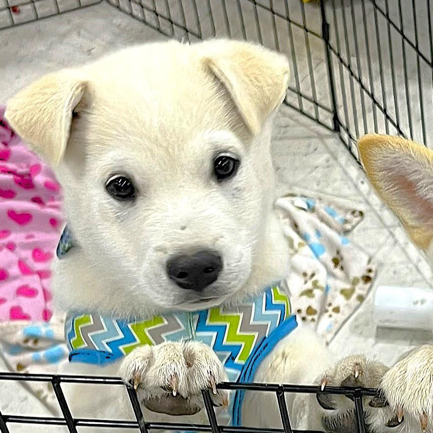 Foxy, ADOPTABLE, Puppy Male Husky.