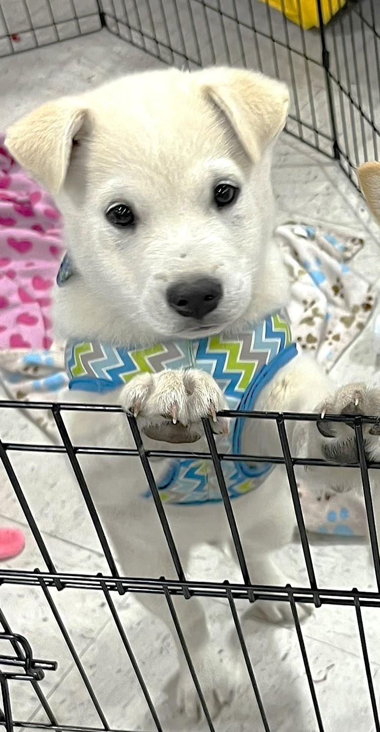 Enlarge Foxy, a ADOPTABLE mixed breed in Godley, TX image 4/6