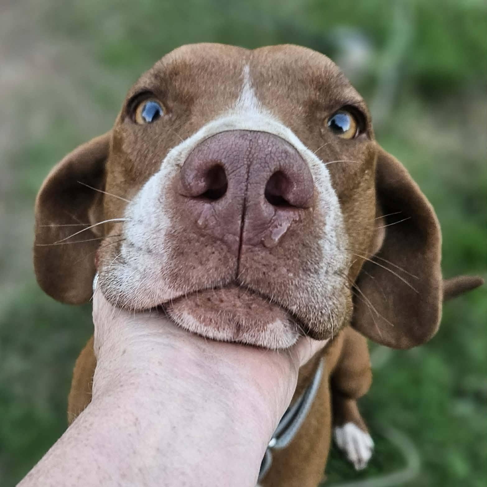 Rosie, a ADOPTABLE mixed breed in Bethpage, NY image 5/5