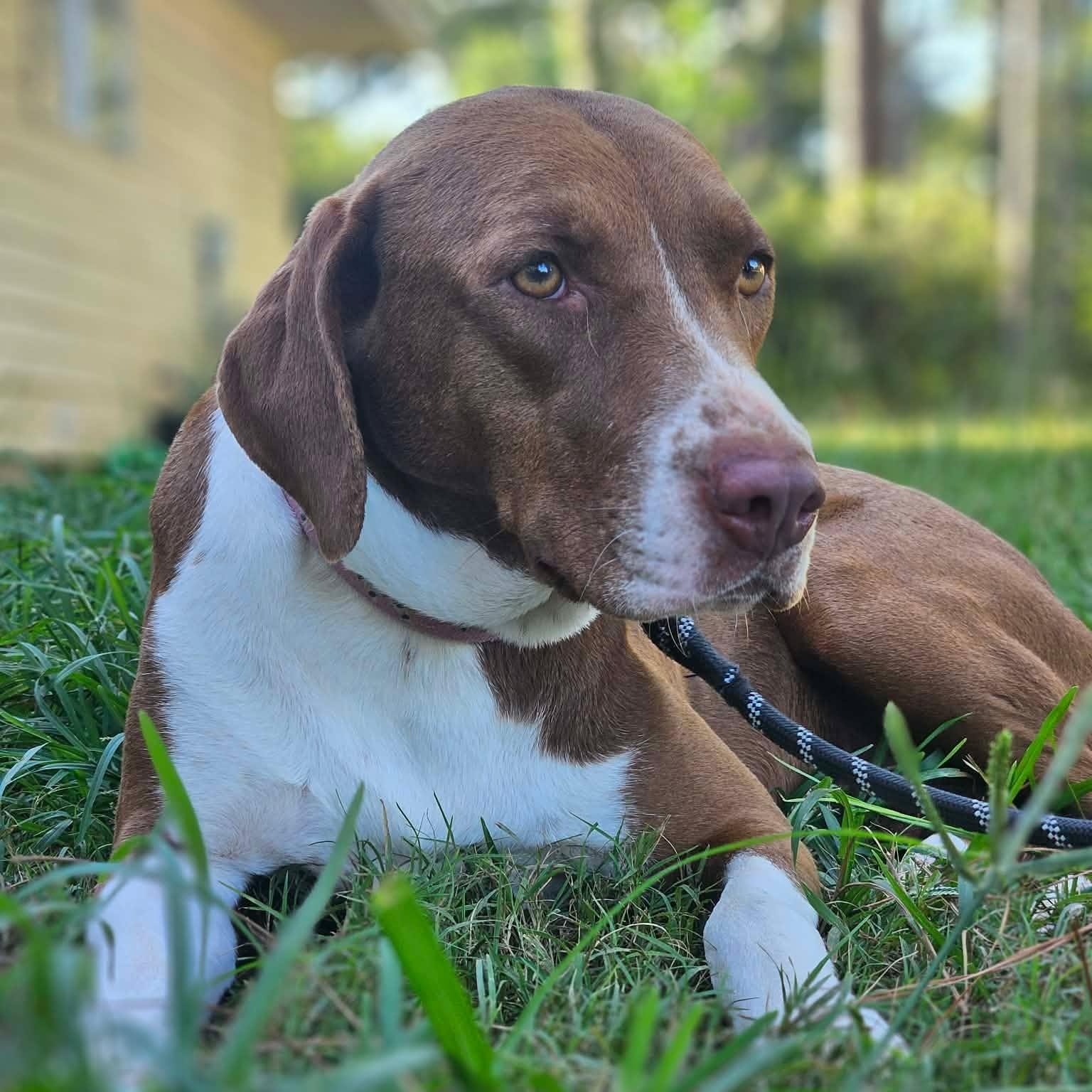 Rosie, ADOPTABLE, Adult Female Chocolate Labrador Retriever & Hound.