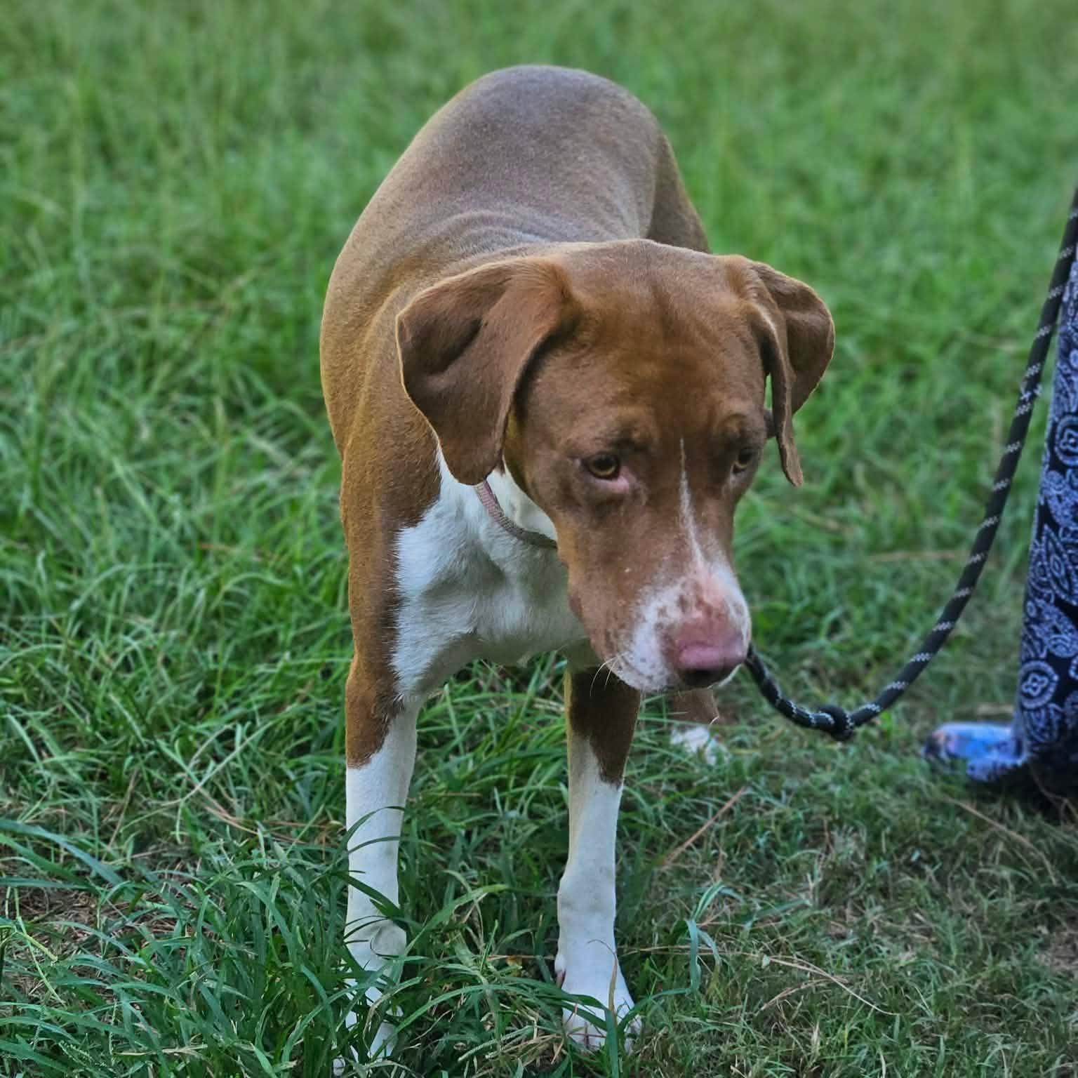 Rosie, a ADOPTABLE mixed breed in Bethpage, NY image 2/5