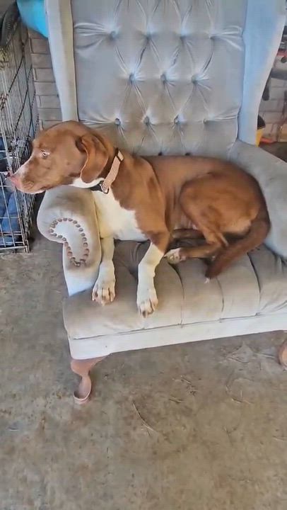 Enlarge Rosie, a ADOPTABLE mixed breed in Bethpage, NY video 4/5